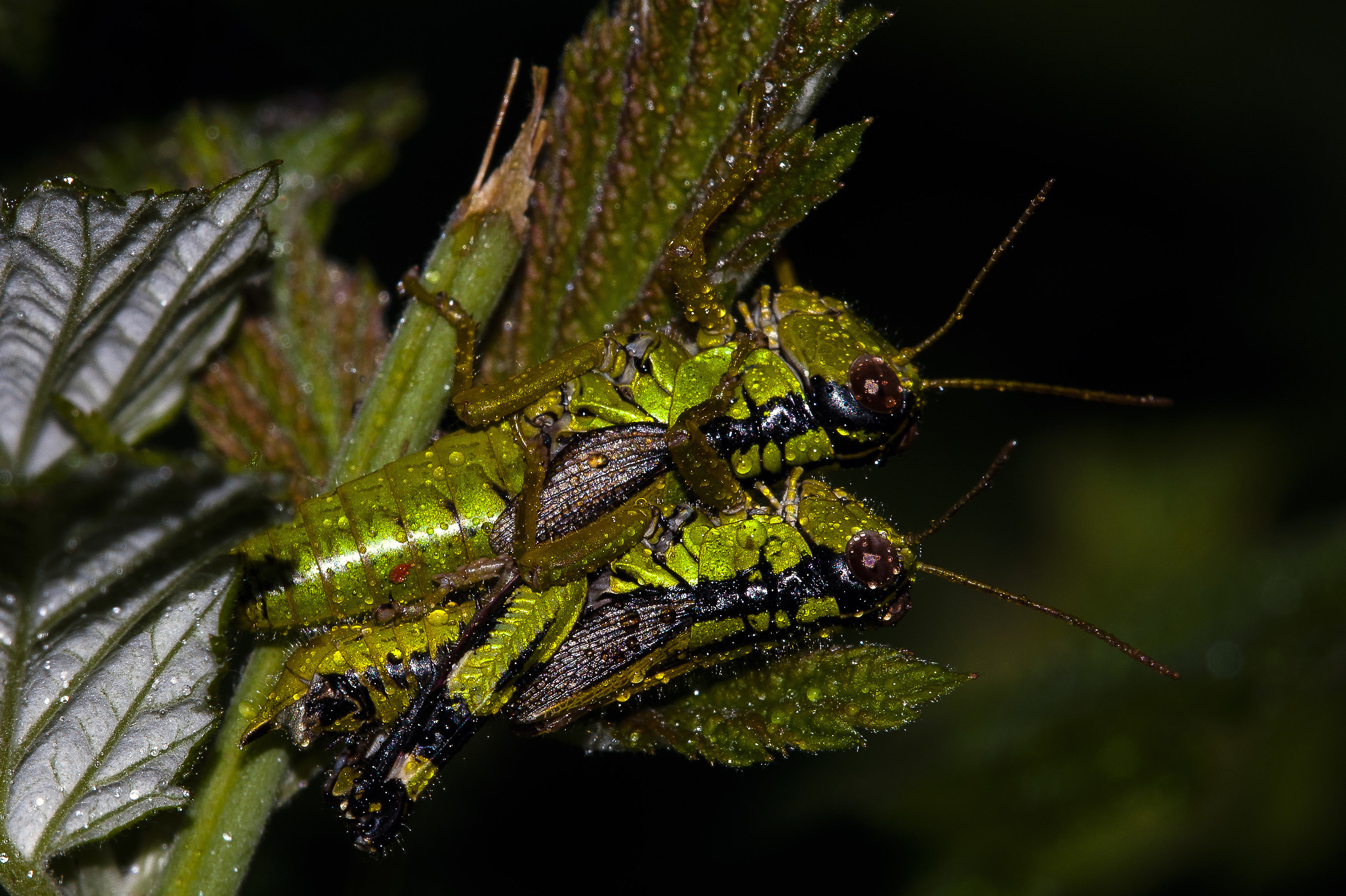 Miramella alpina (Kollar, 1833) - Accoppiamento