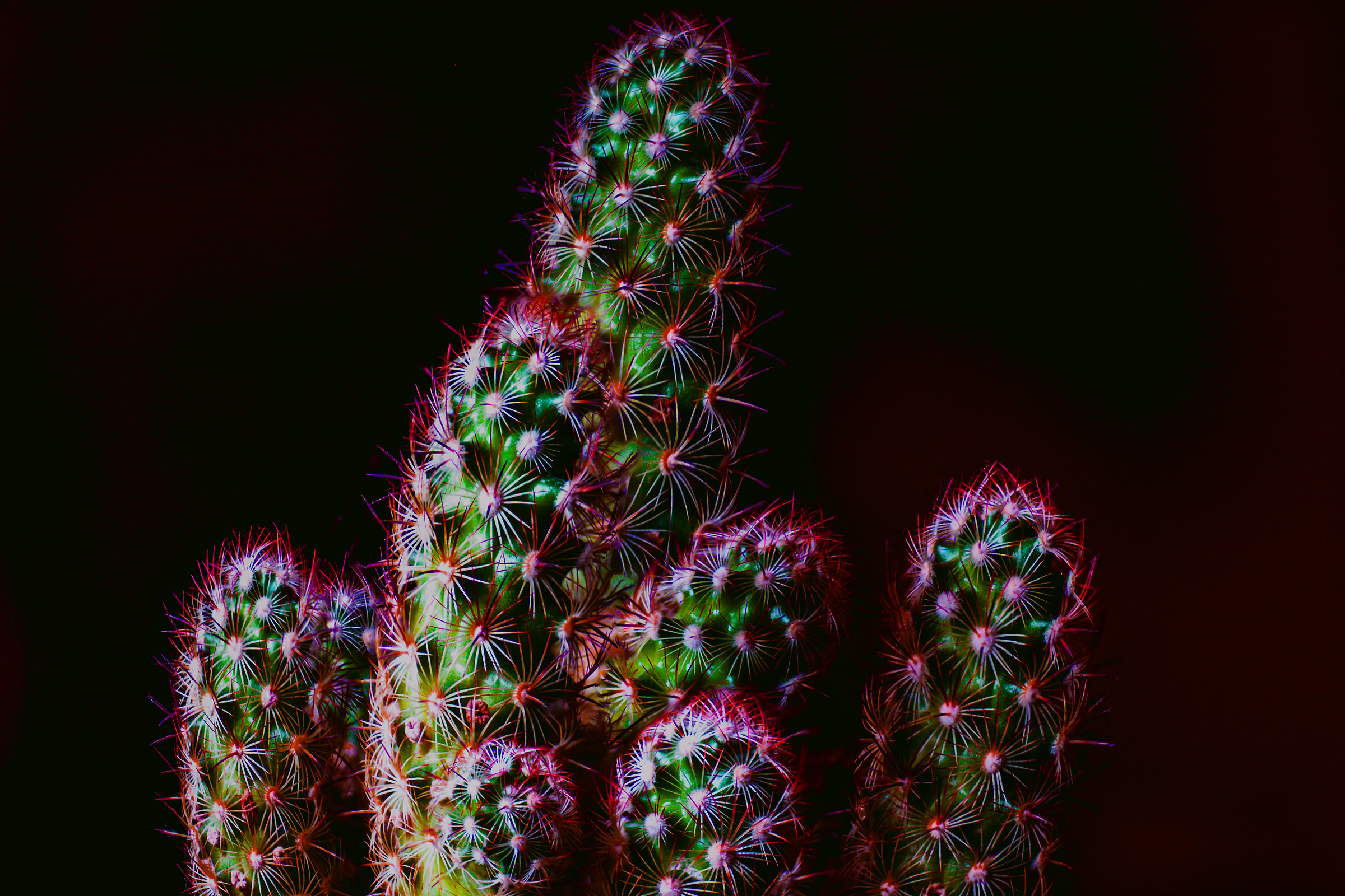 Little Cactus