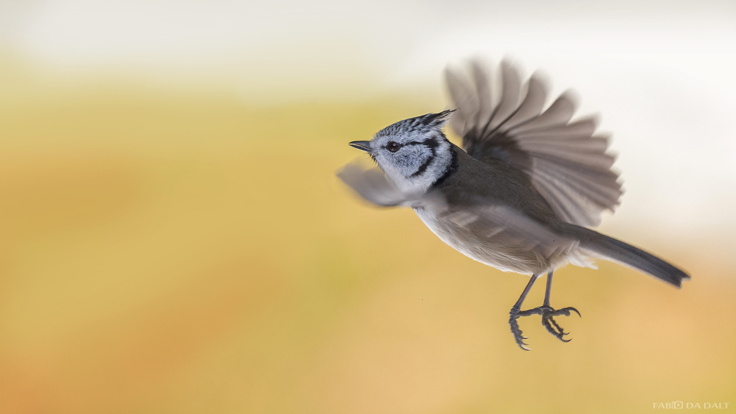 Crested Tit