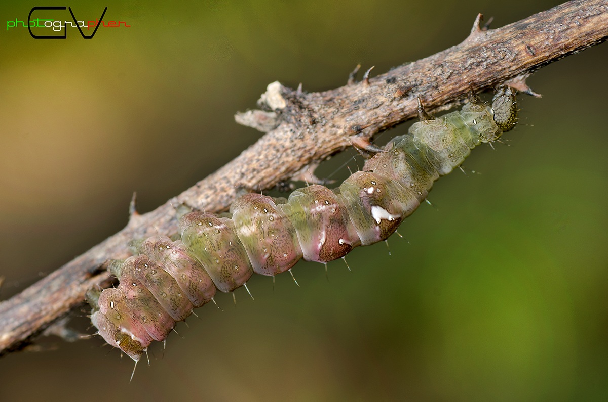 Bruco di Hecatera dysodea