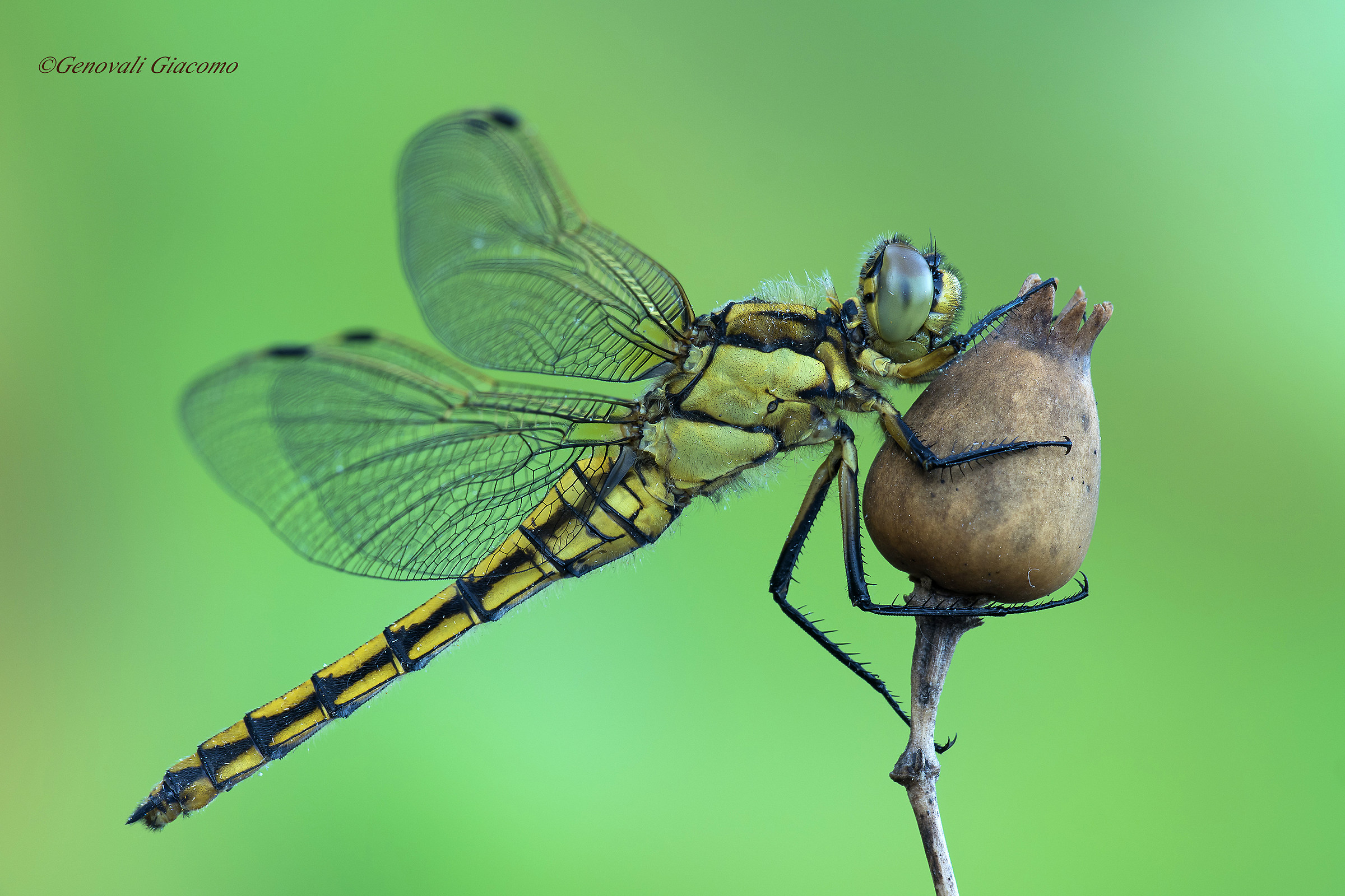 the dragonfly at fz 1000
