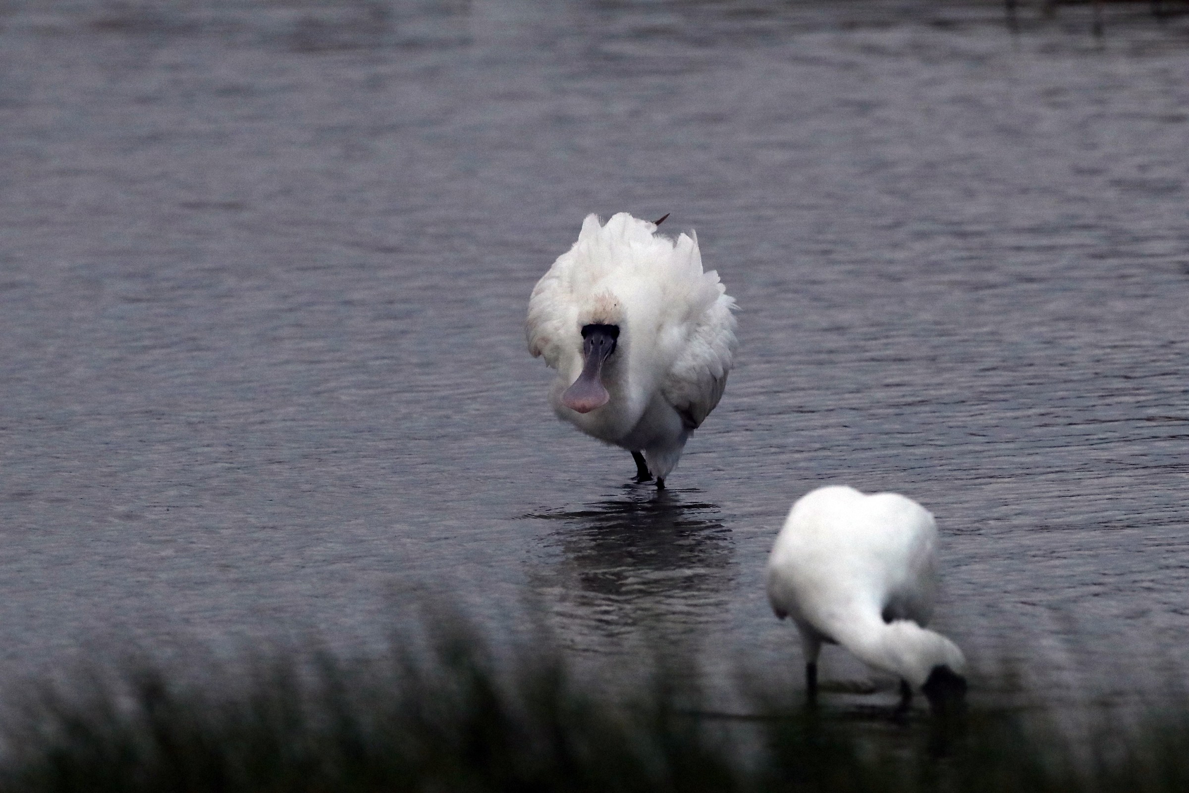 Black-faced Spoonbill