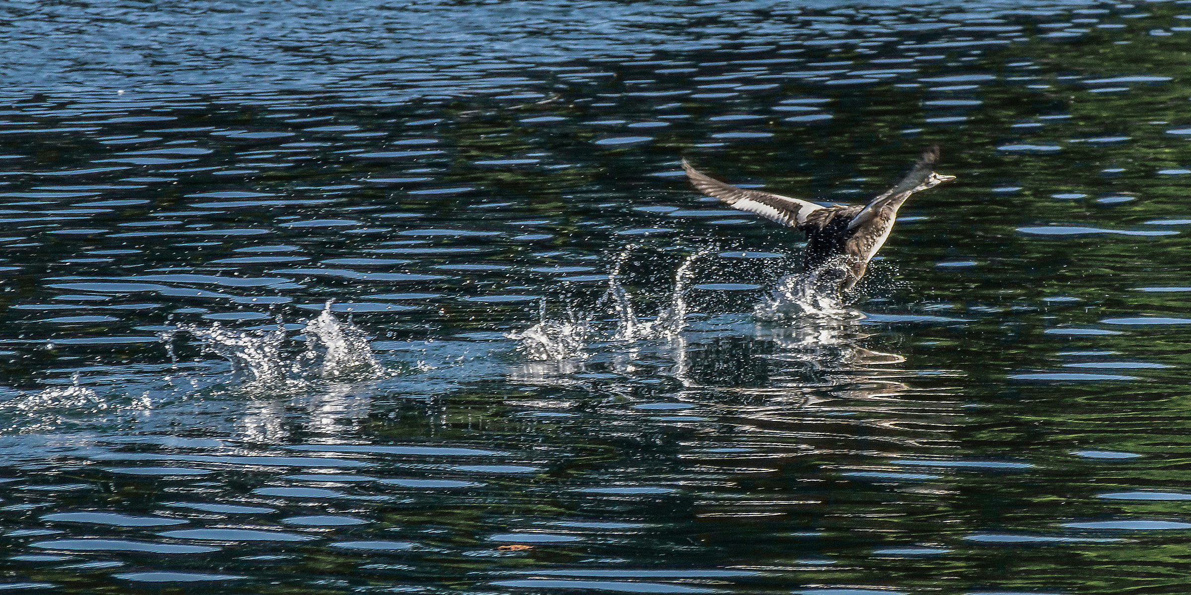 Pulcino di svasso che svolazza a filo d'acqua - 2