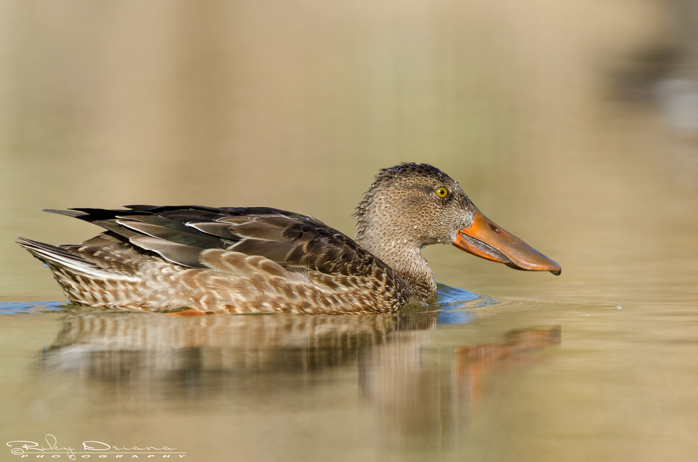 Shoveler at dawn