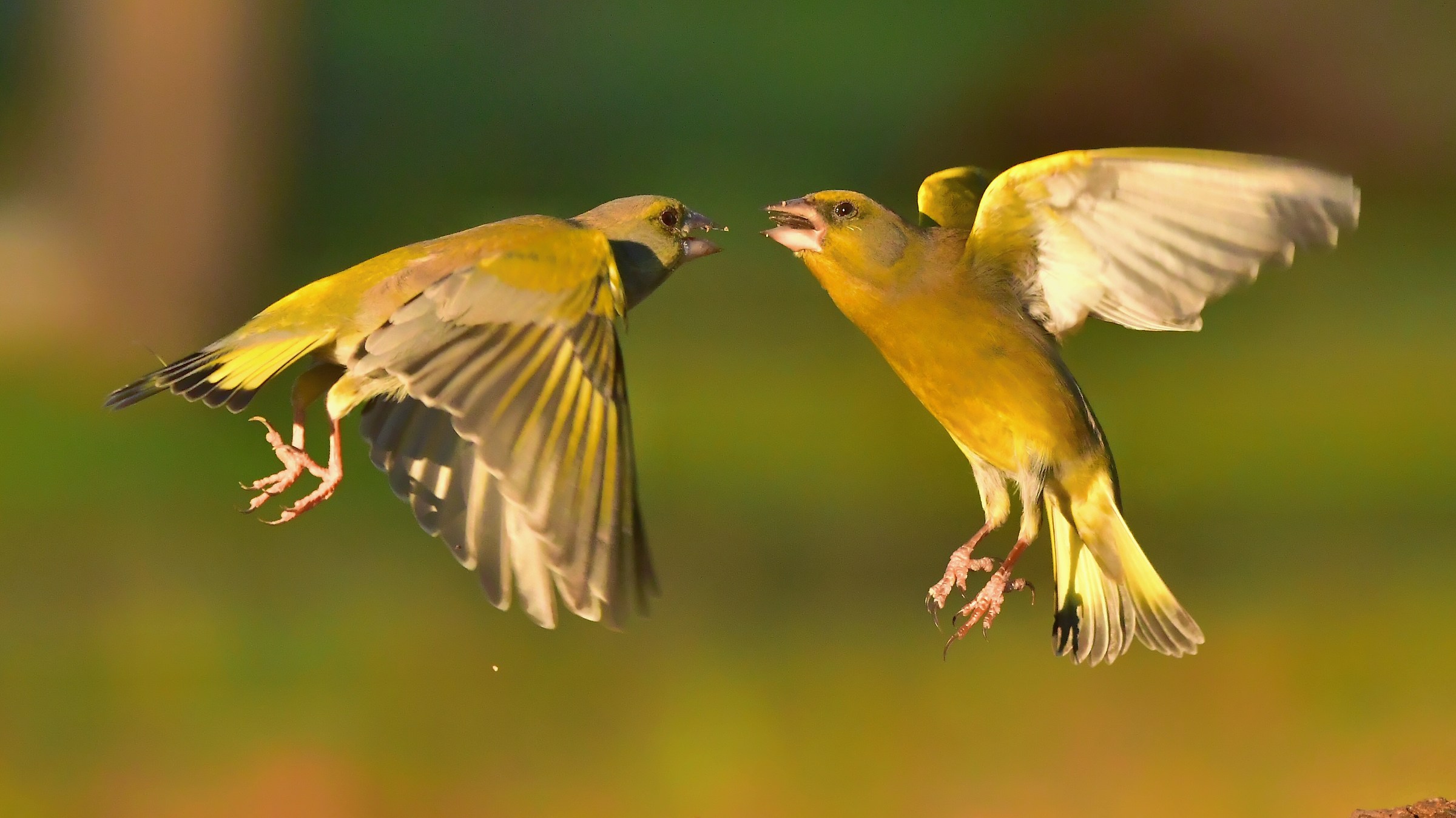 greenfinches