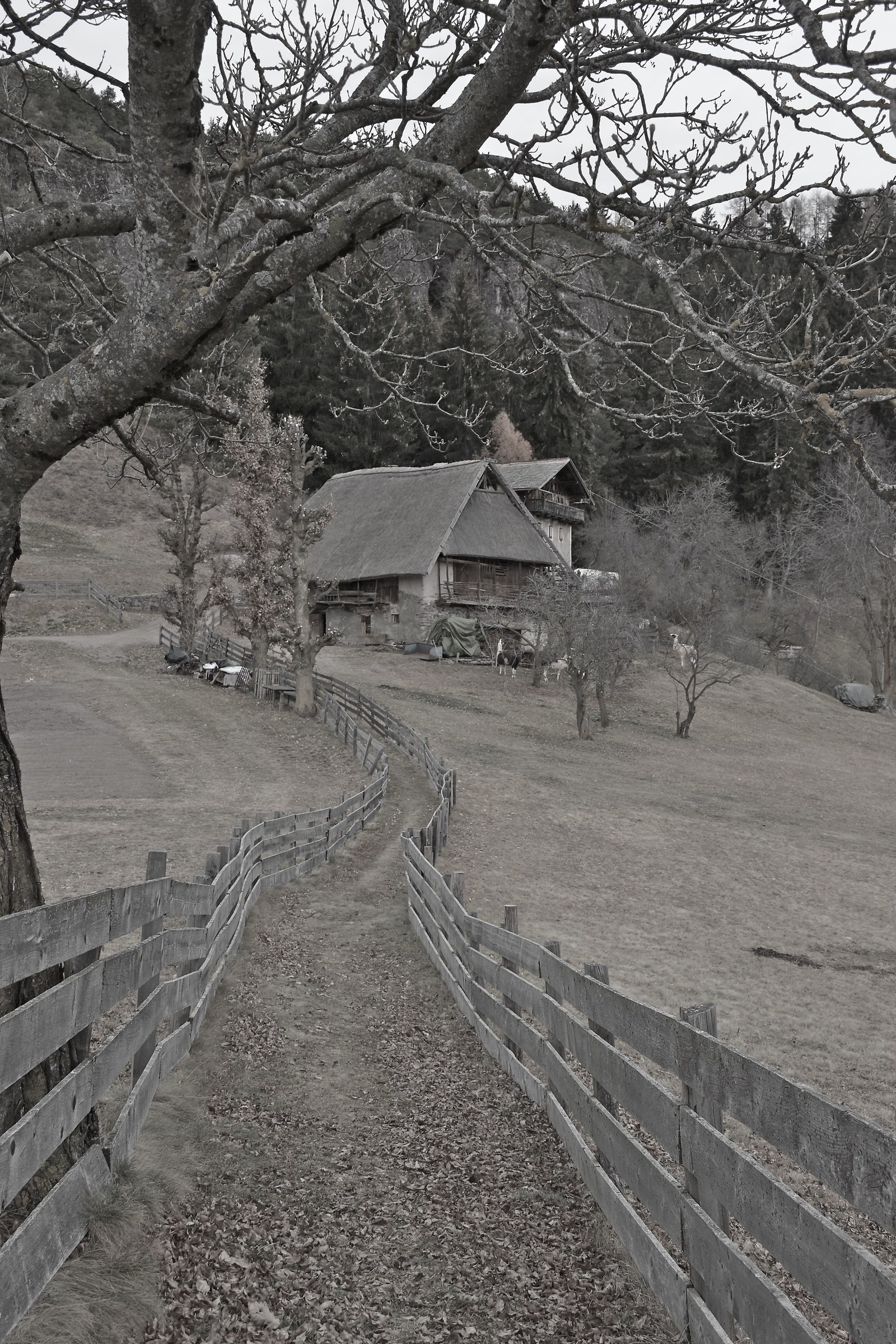 Masi with thatched roofs