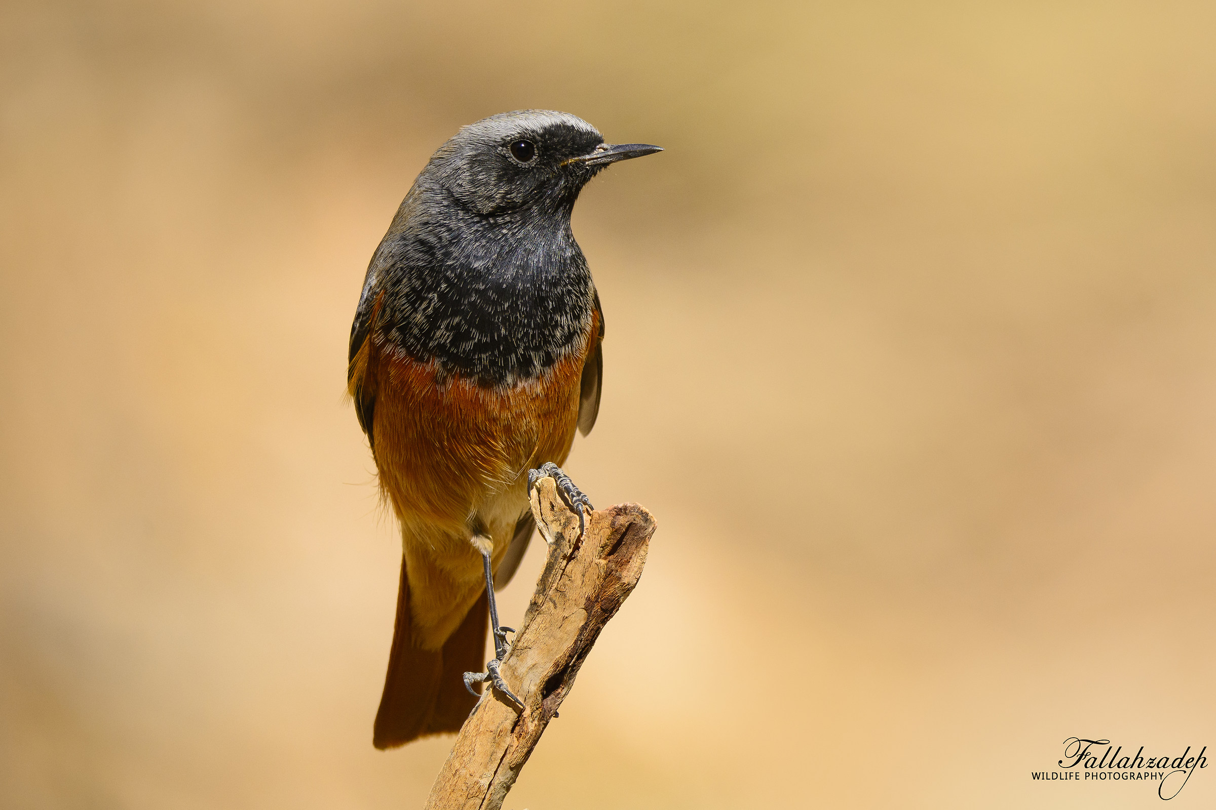 Black Redstart