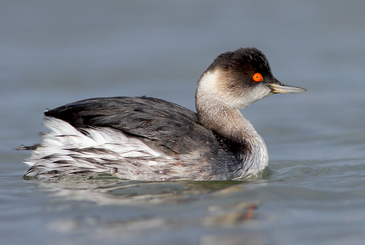 Small grebe