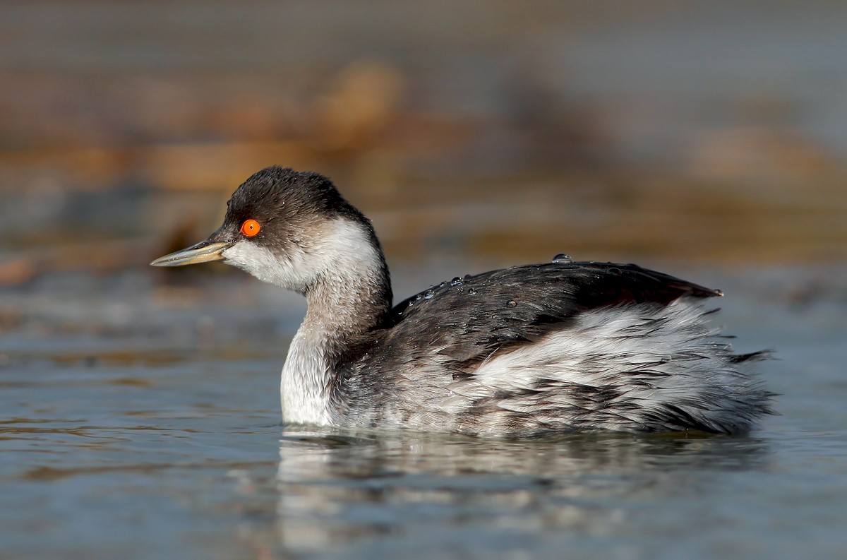 Small grebe