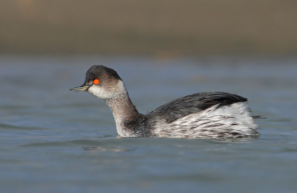 Small grebe