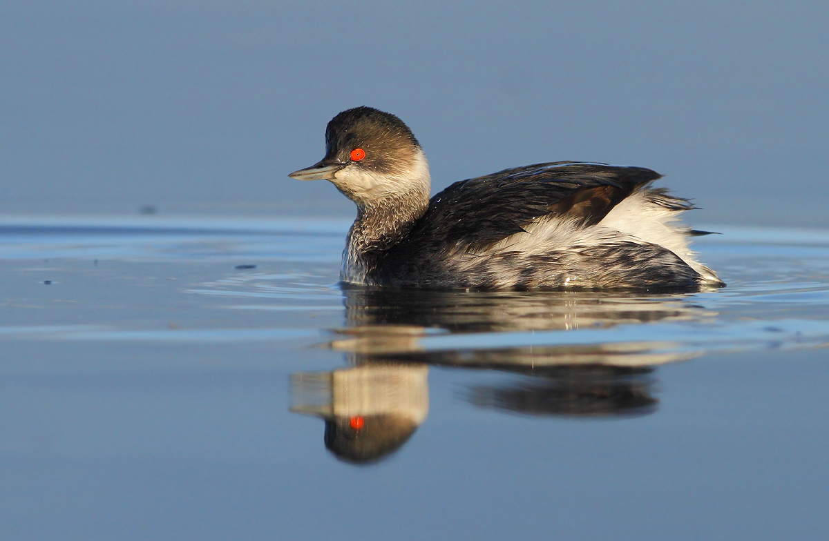 Small grebe
