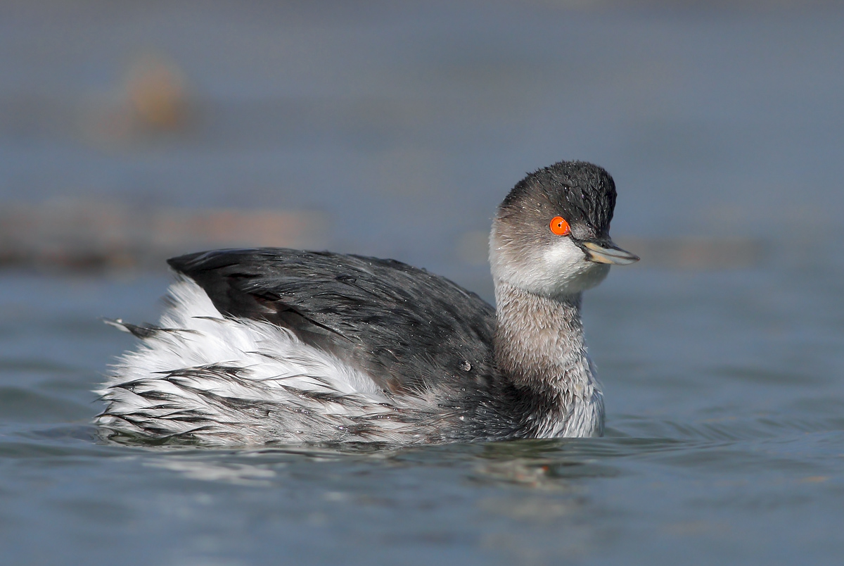 Small grebe