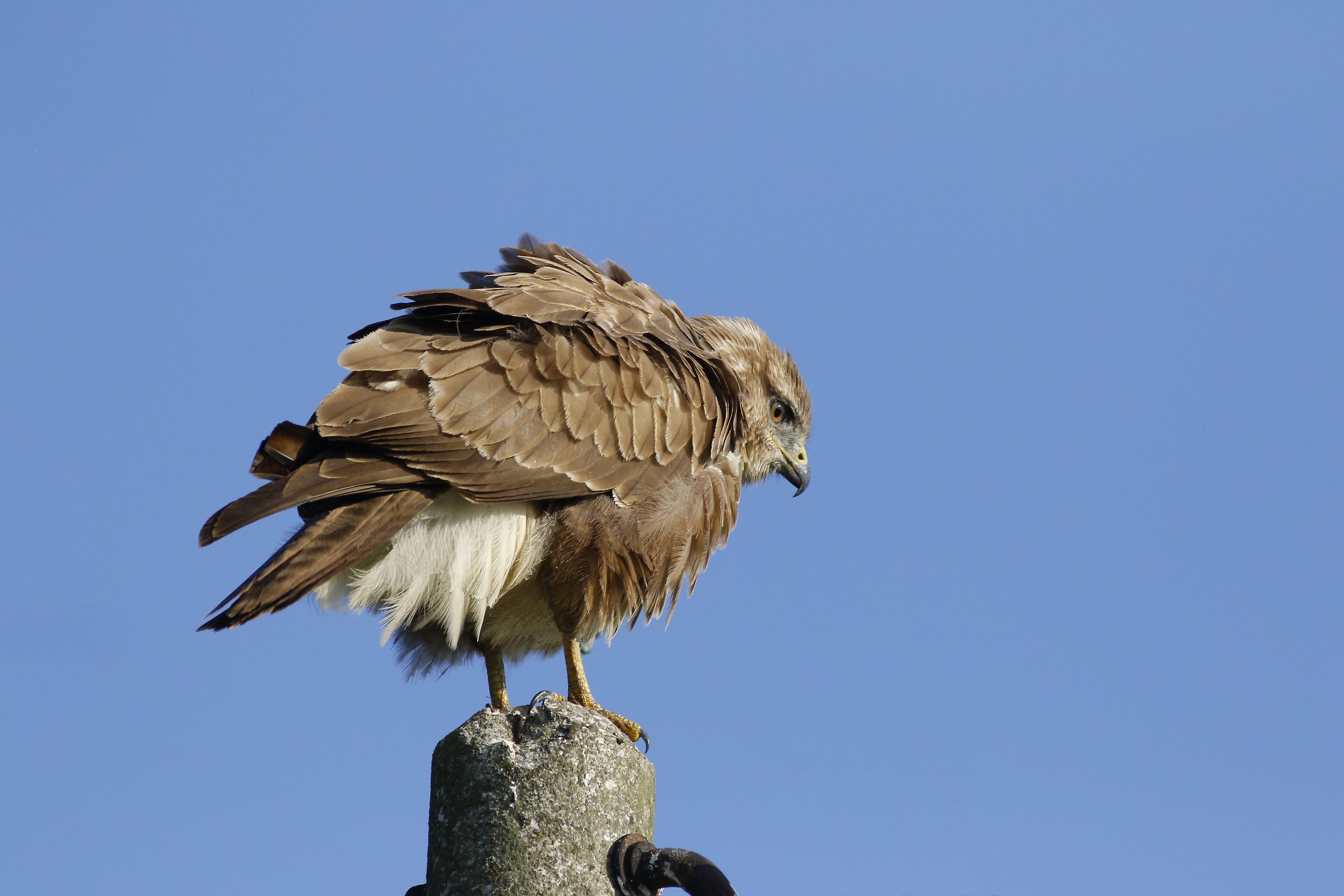 Buzzard
