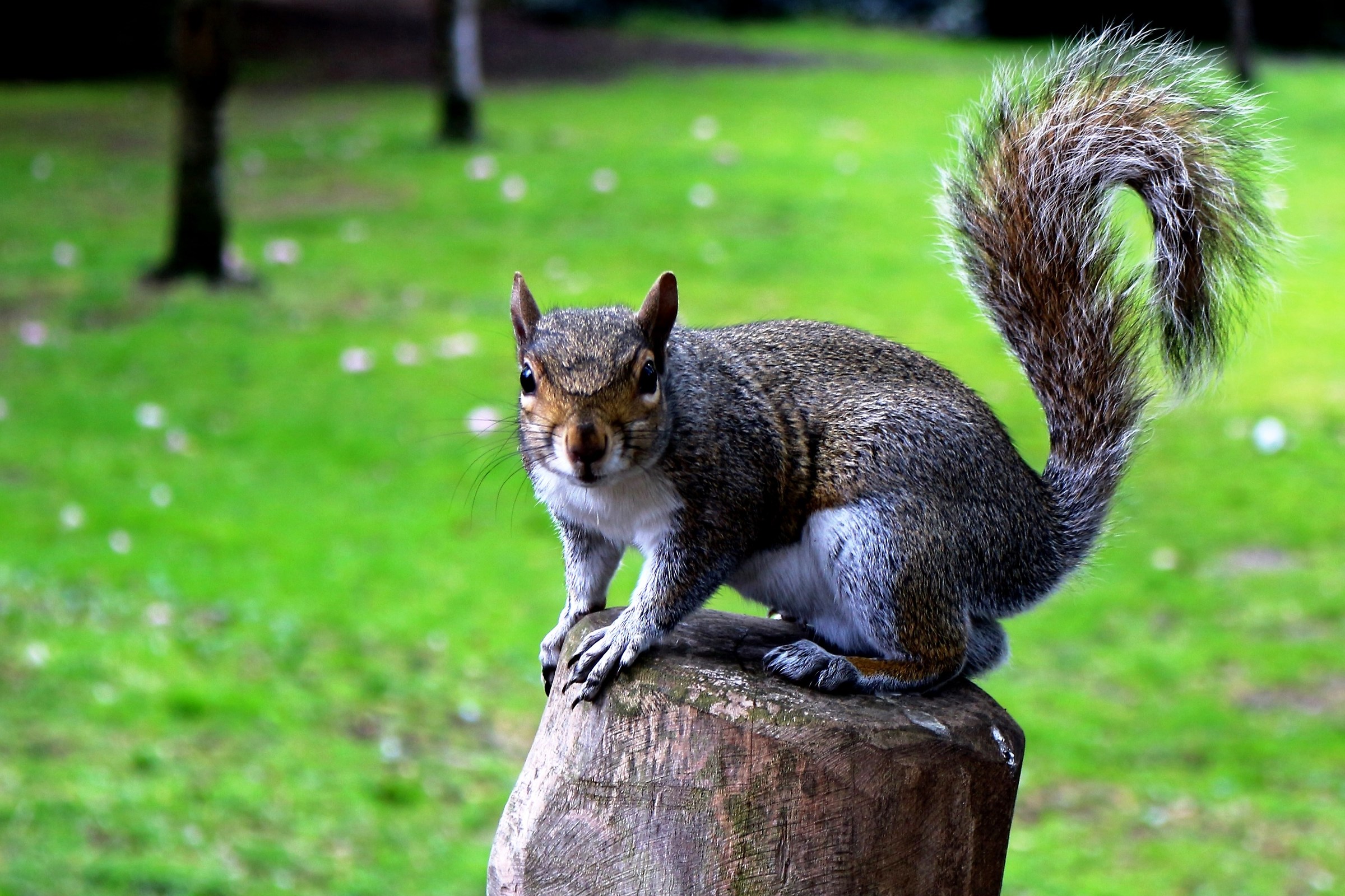 the squirrel observes me