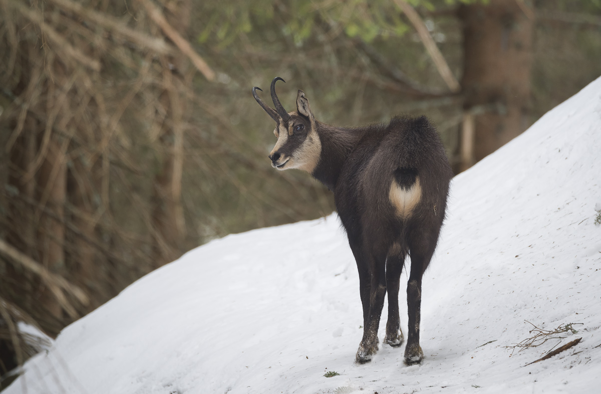 Chamois