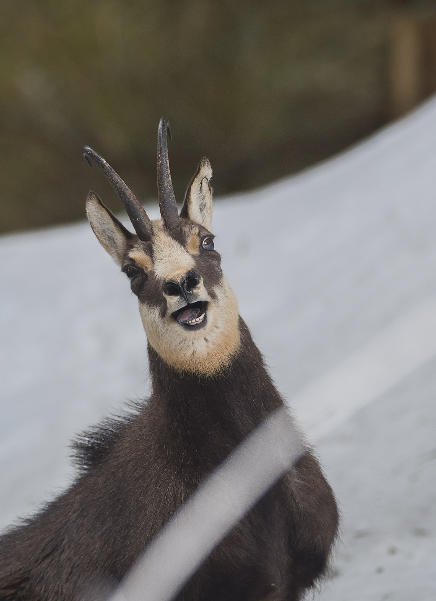 Chamois