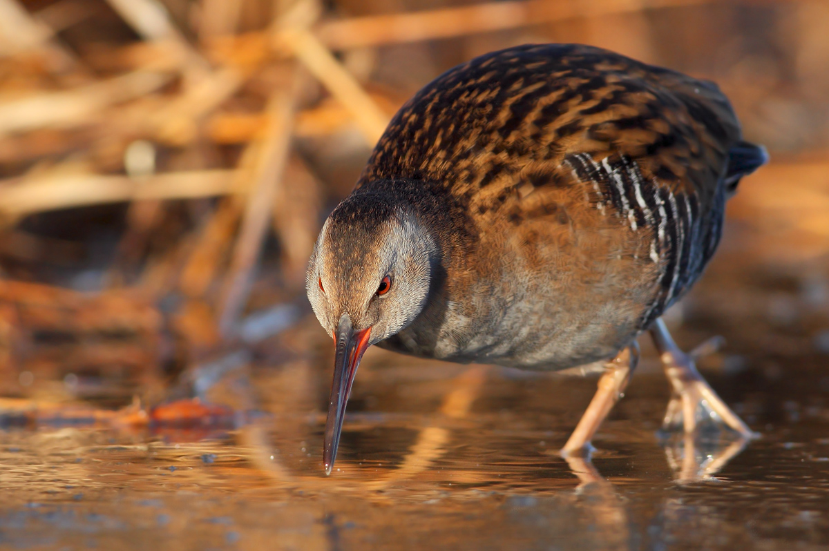 Water Rail