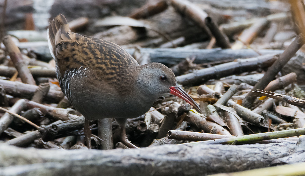 Water Rail