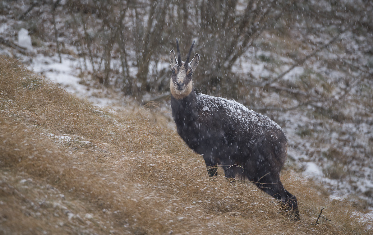 Chamois