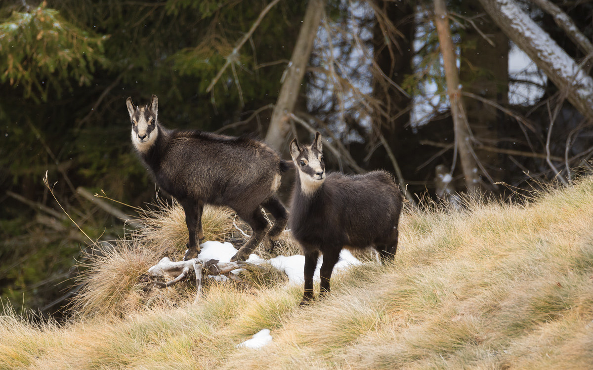 Chamois