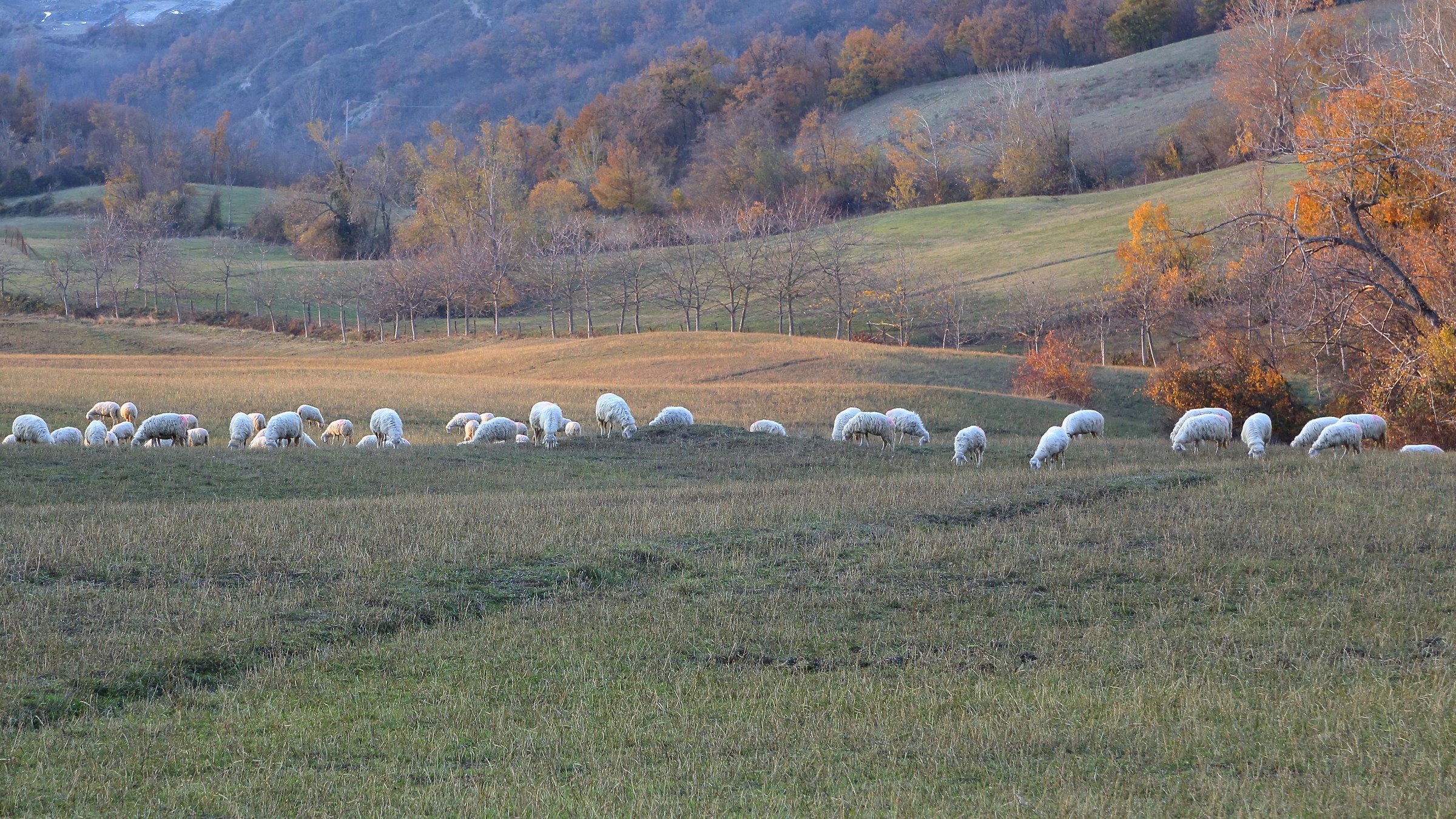 pendici del contrafforte con gregge