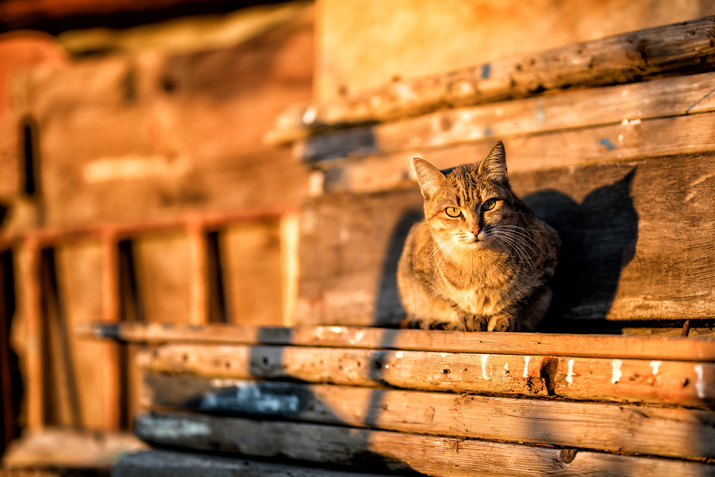 Cat at the sunset