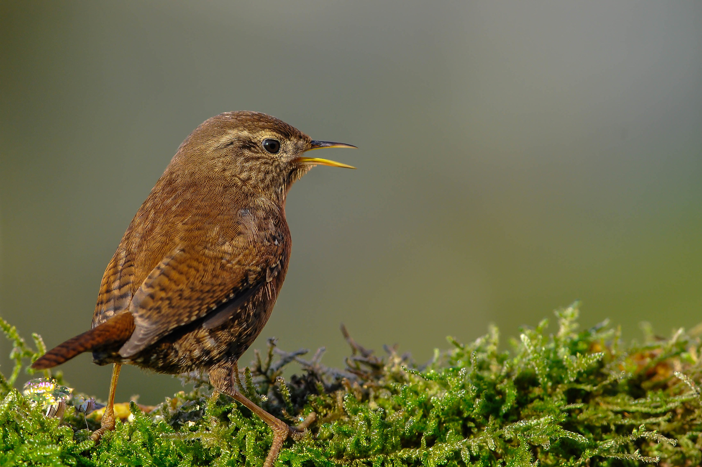Wren