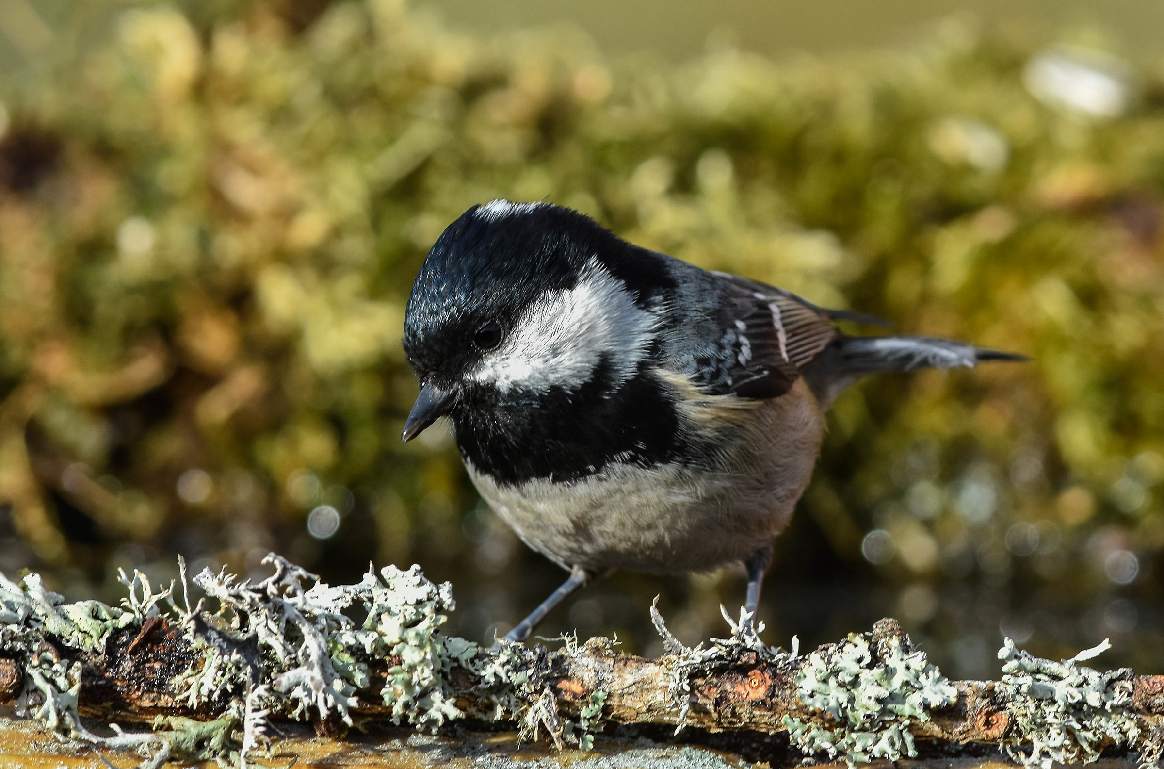 Black tit