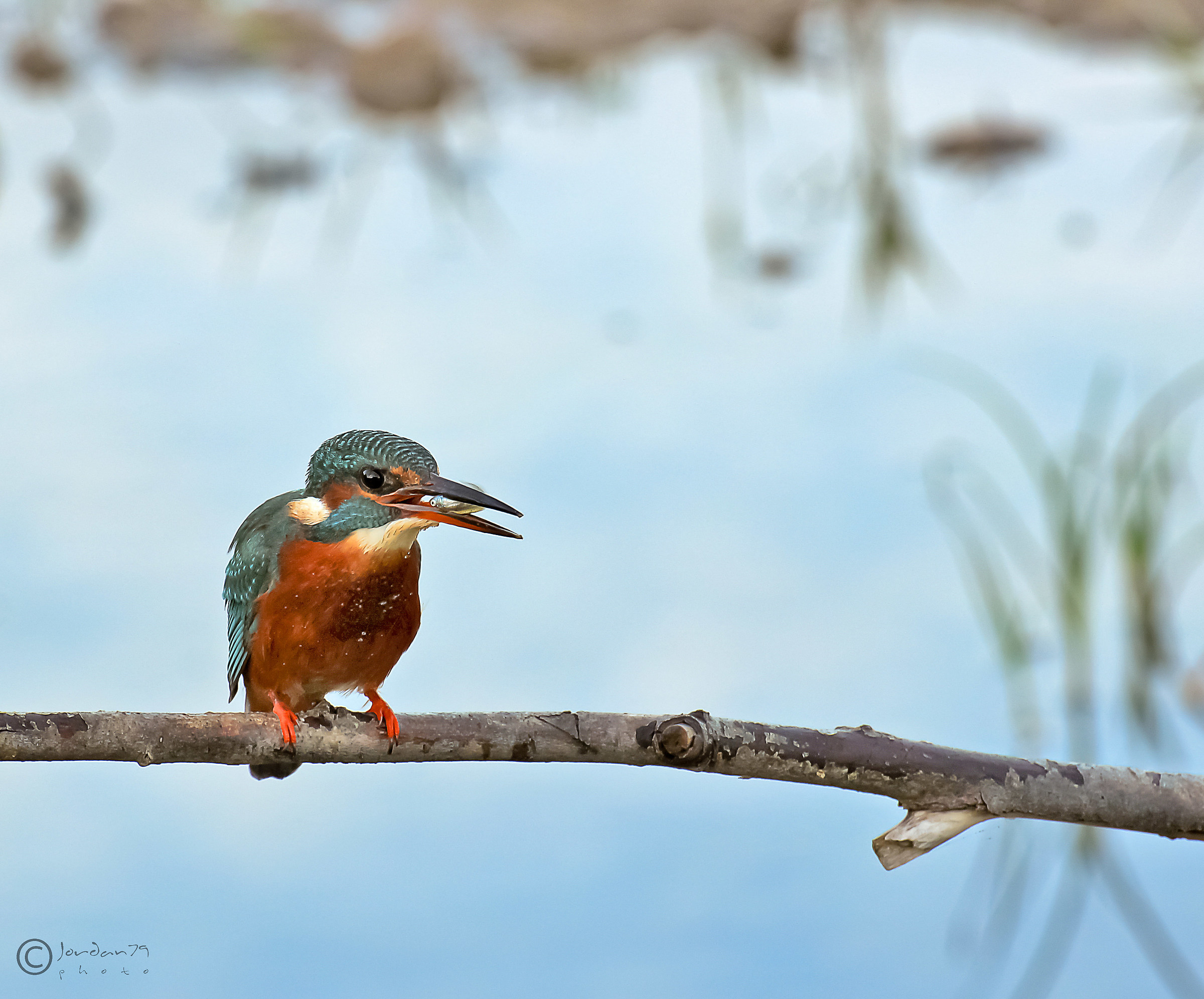 Kingfisher with prey