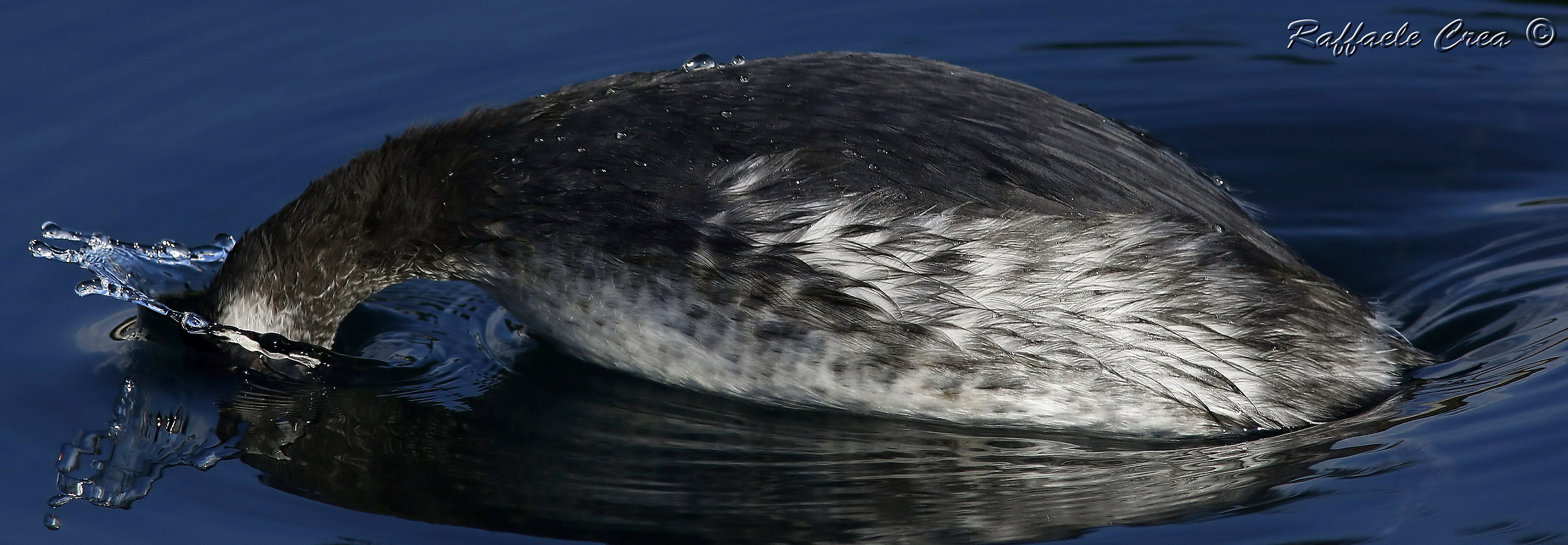 Svasso Piccolo:Il Tuffo