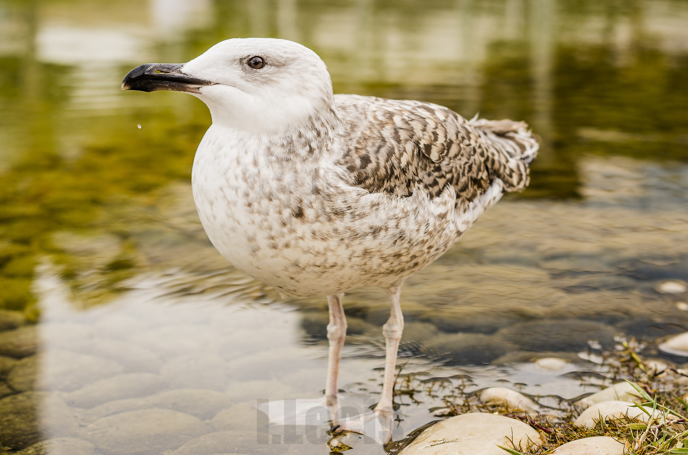 Pulcinoi di gabbiano