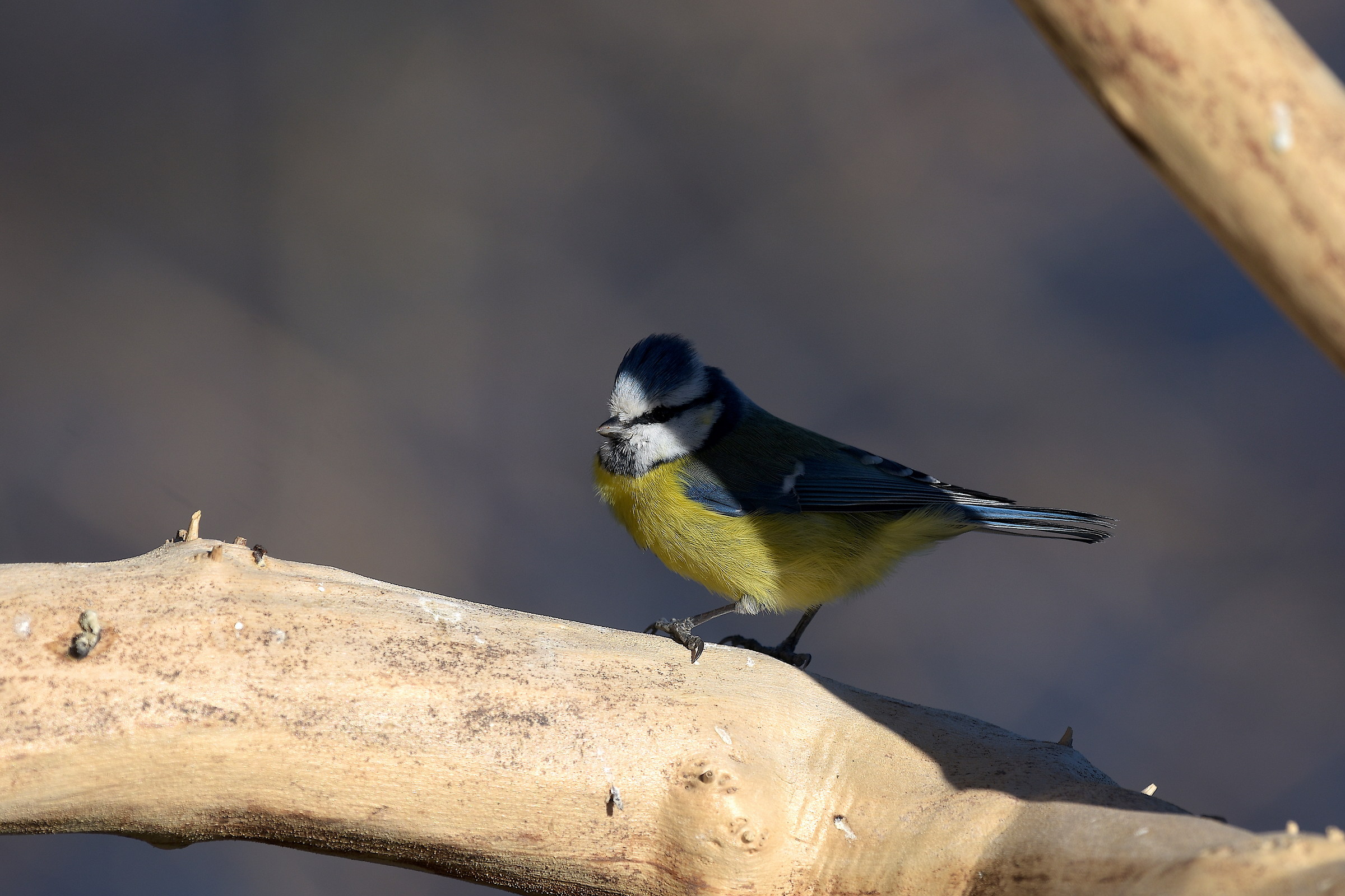 Cinciarella in penombra