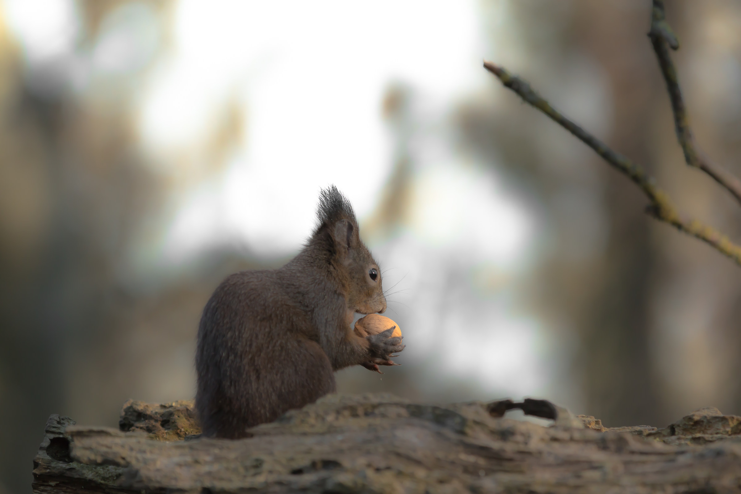 The squirrel and the walnut