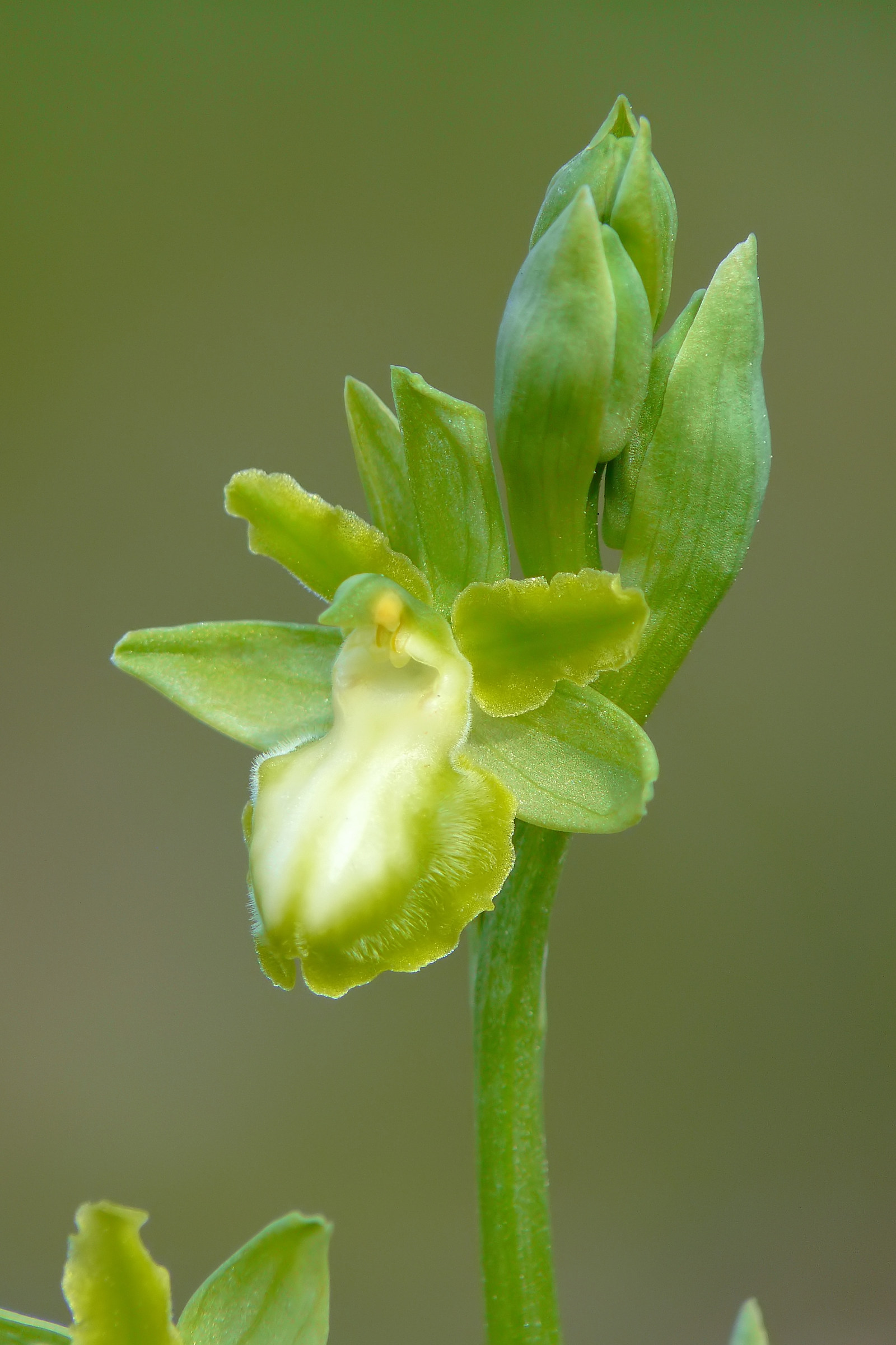 Ophrys garganica