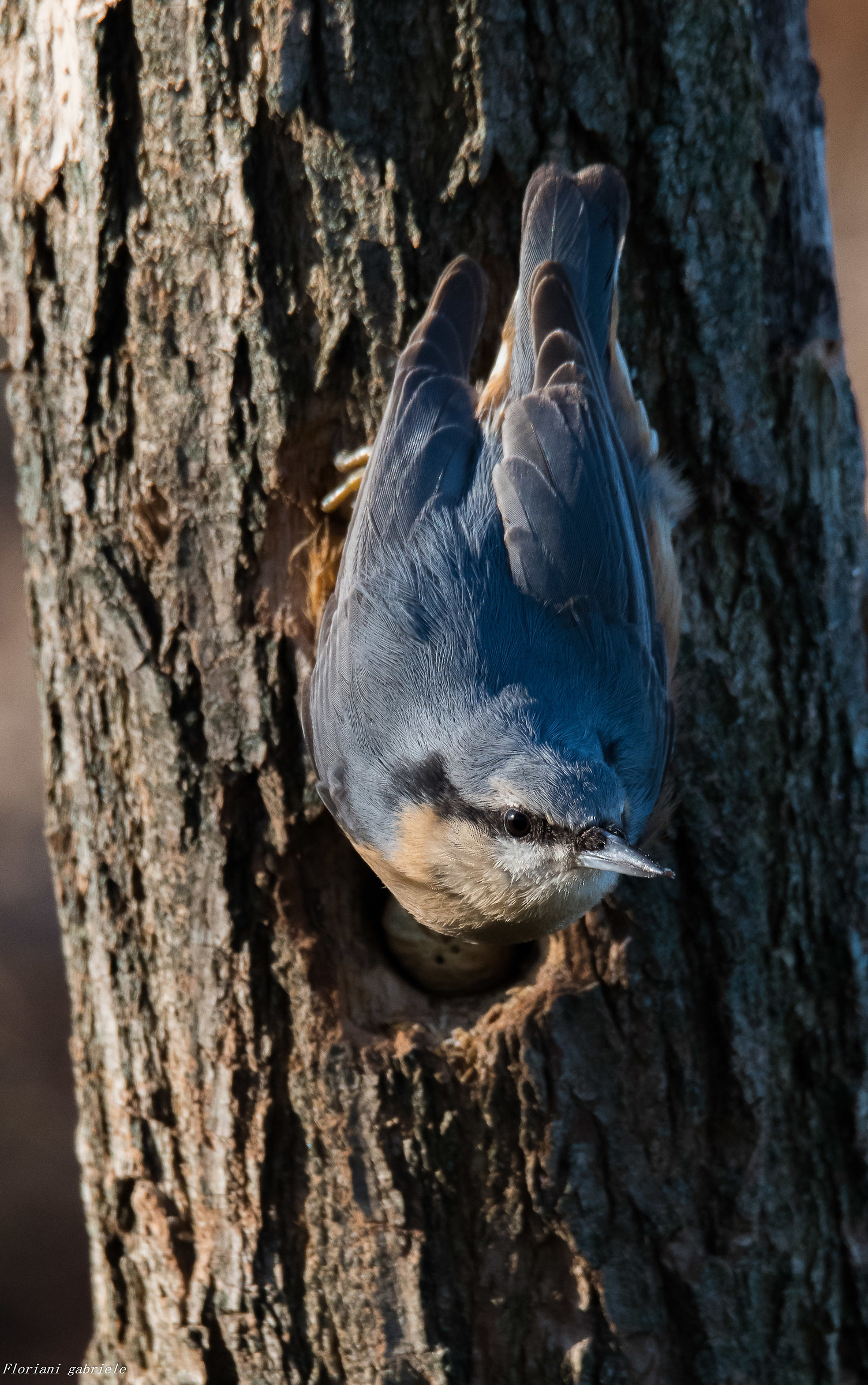 Nuthatch