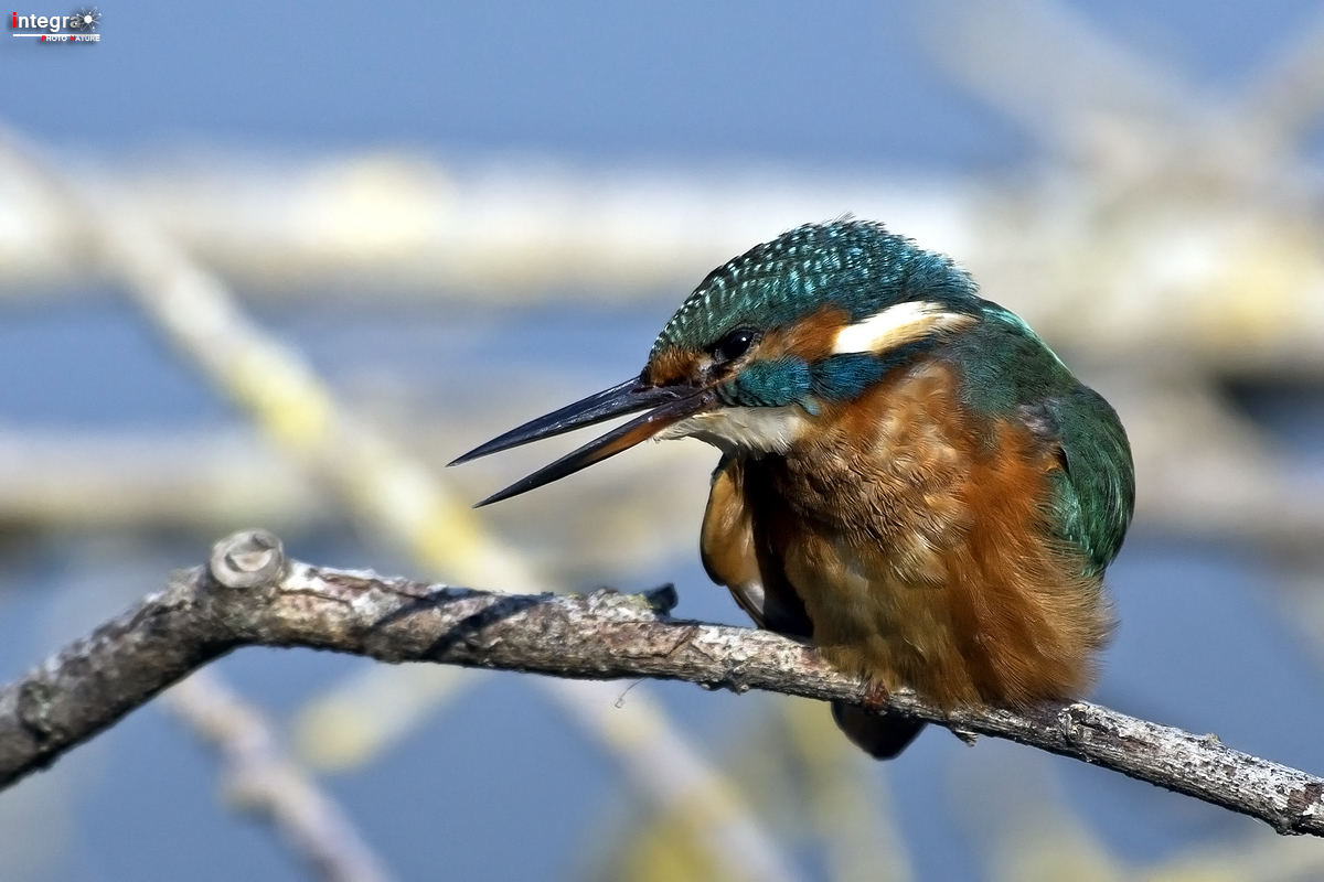 Semplicemente martin pescatore