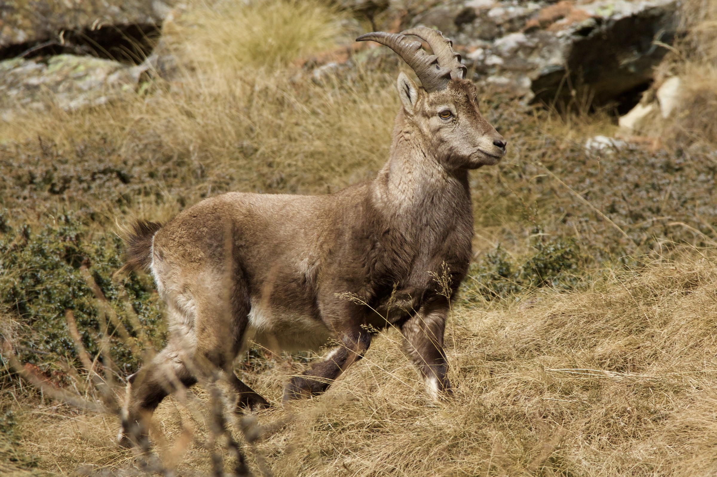 female ibex