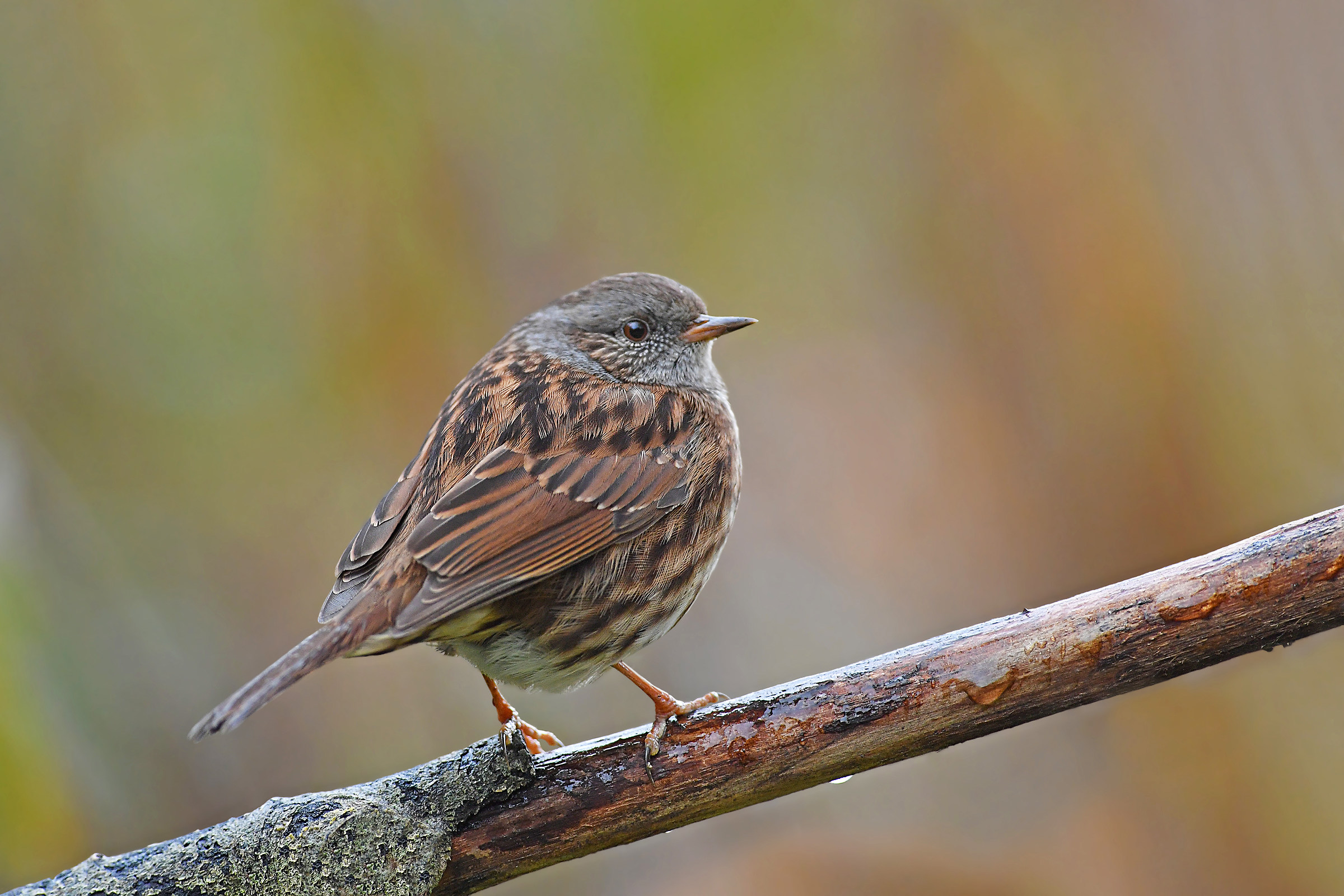 Feathered meetings (Passera scopaiola)