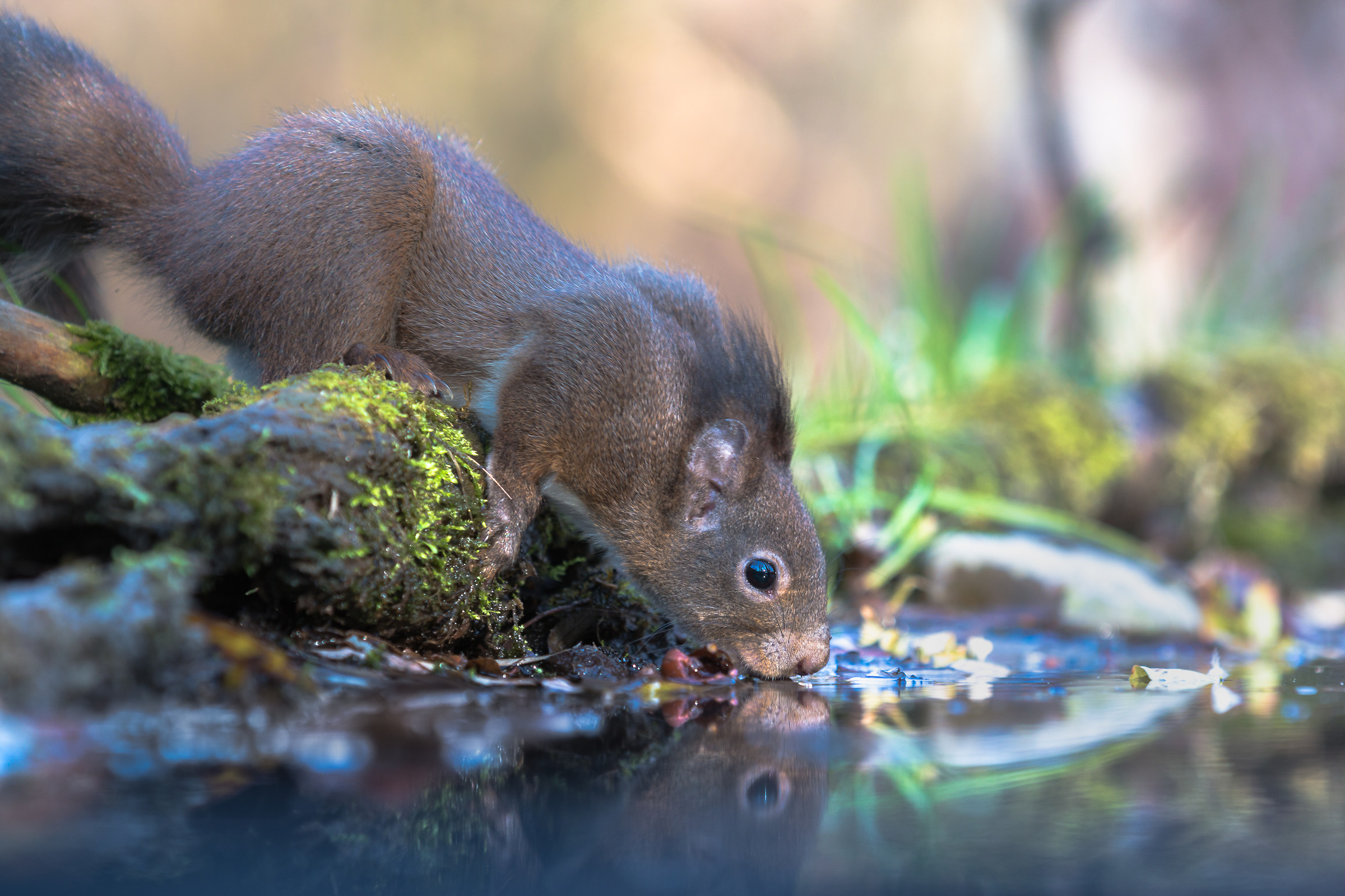 The reflection of the squirrel