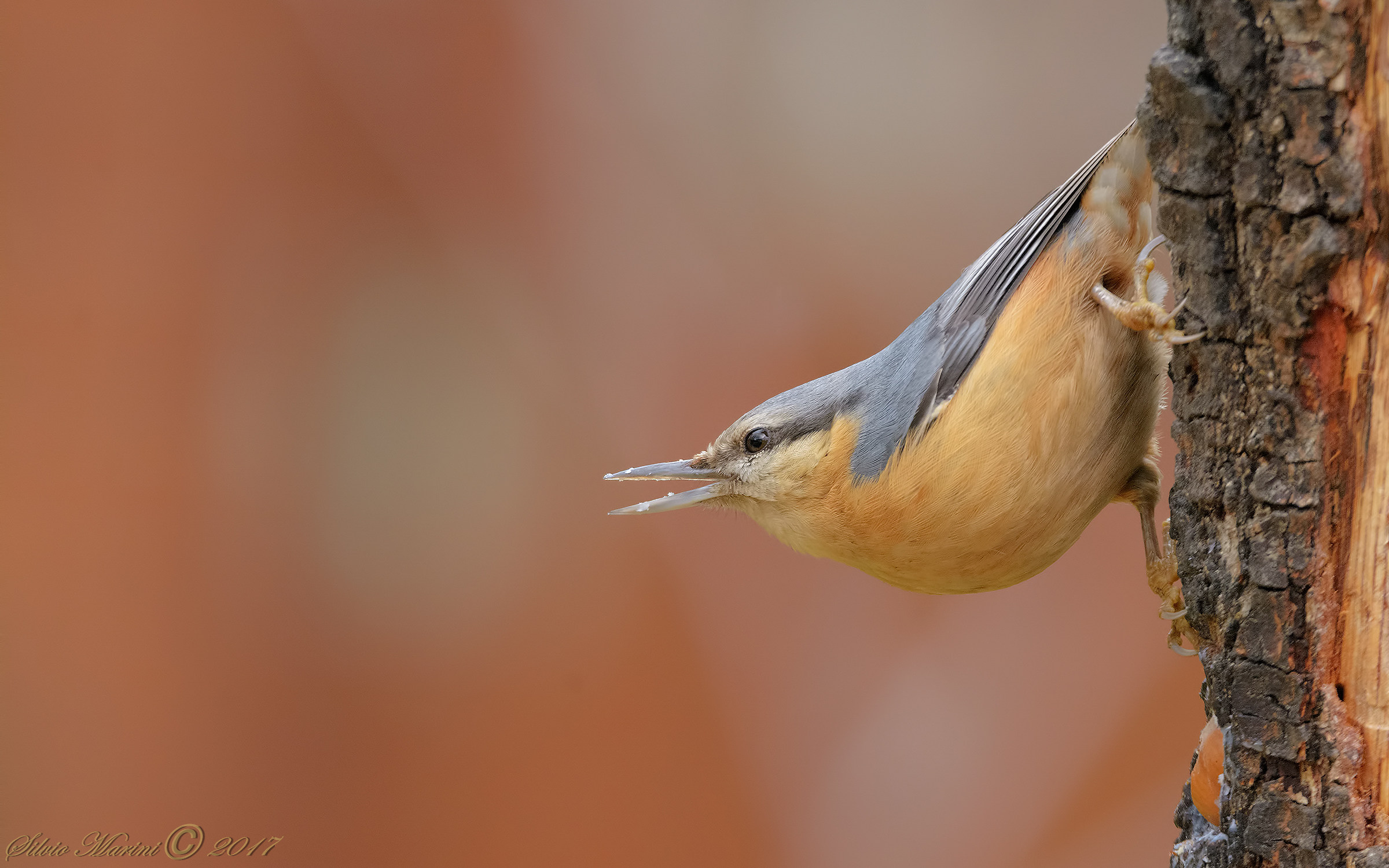 Picchio muratore (Sita europea)