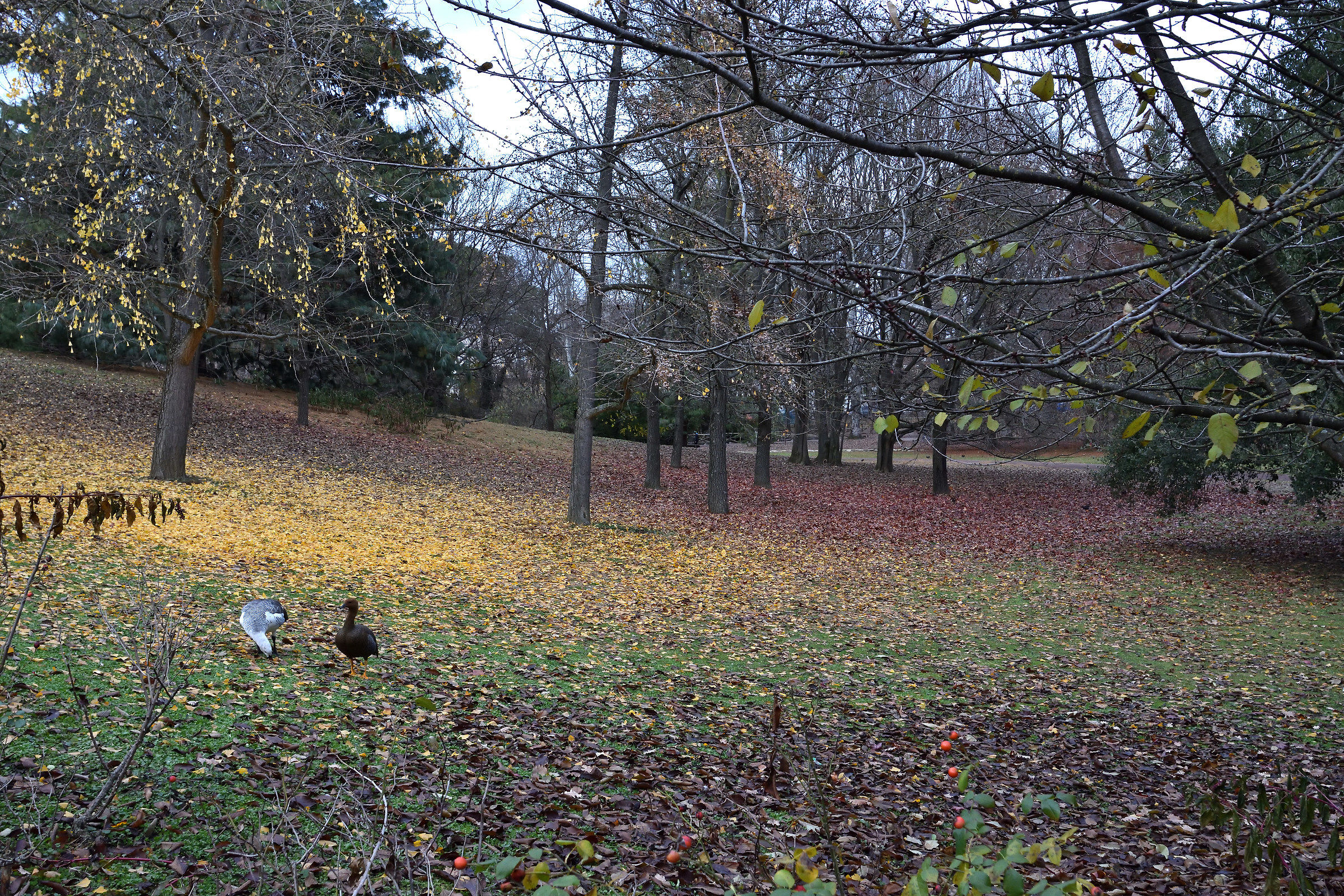 The colors of the leaves