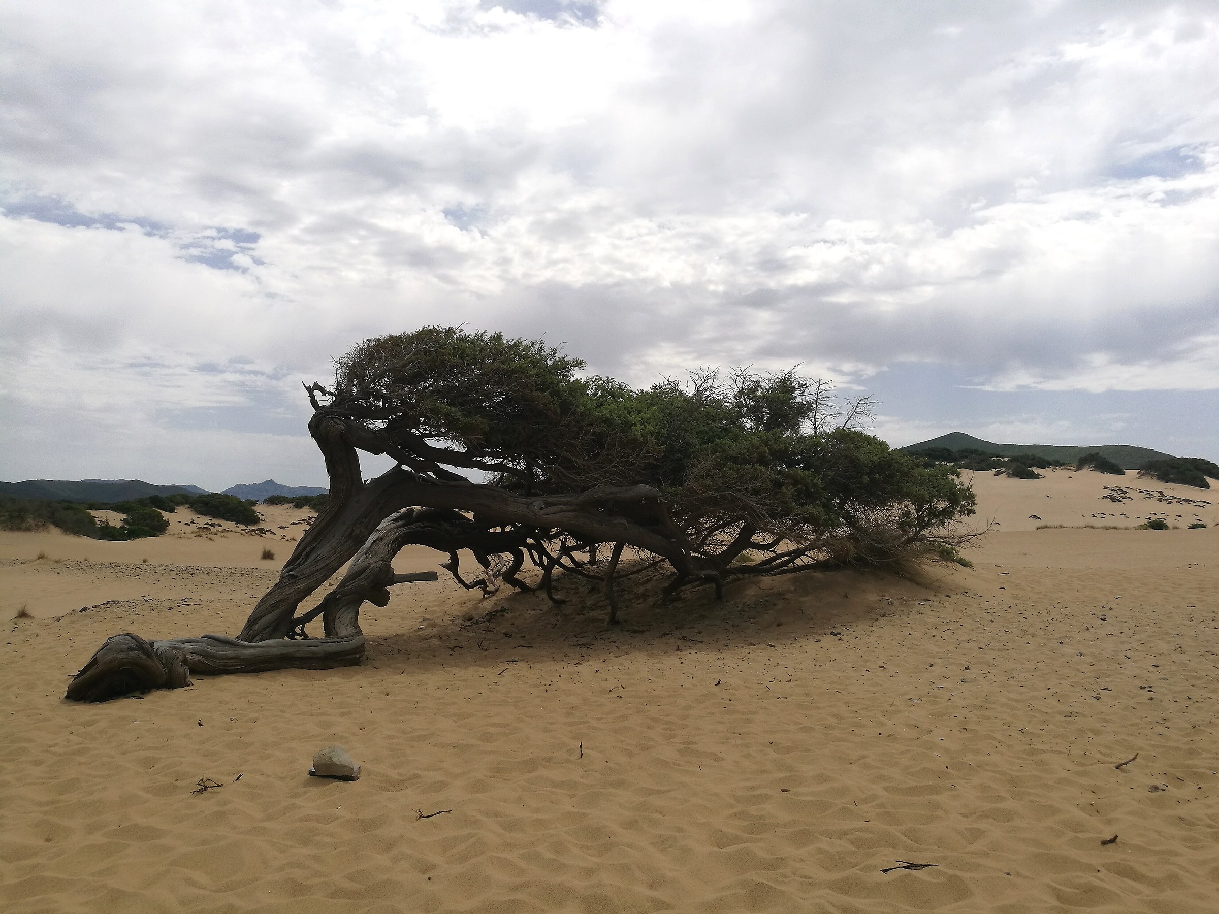 Dune di piscinas. Sardegna
