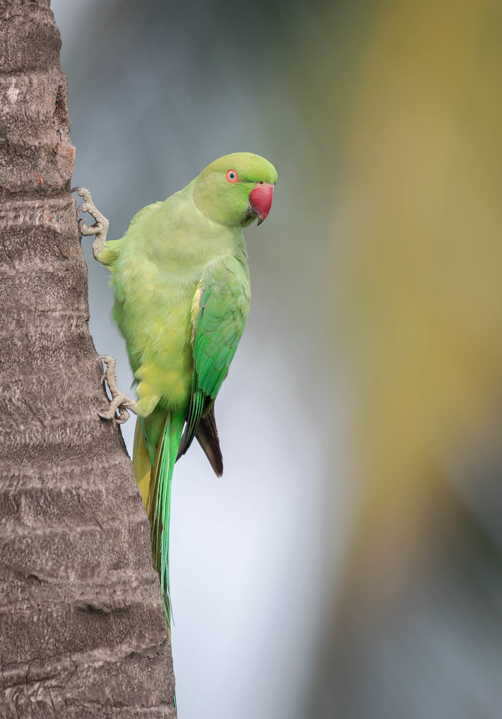 Rose ringed parakeet