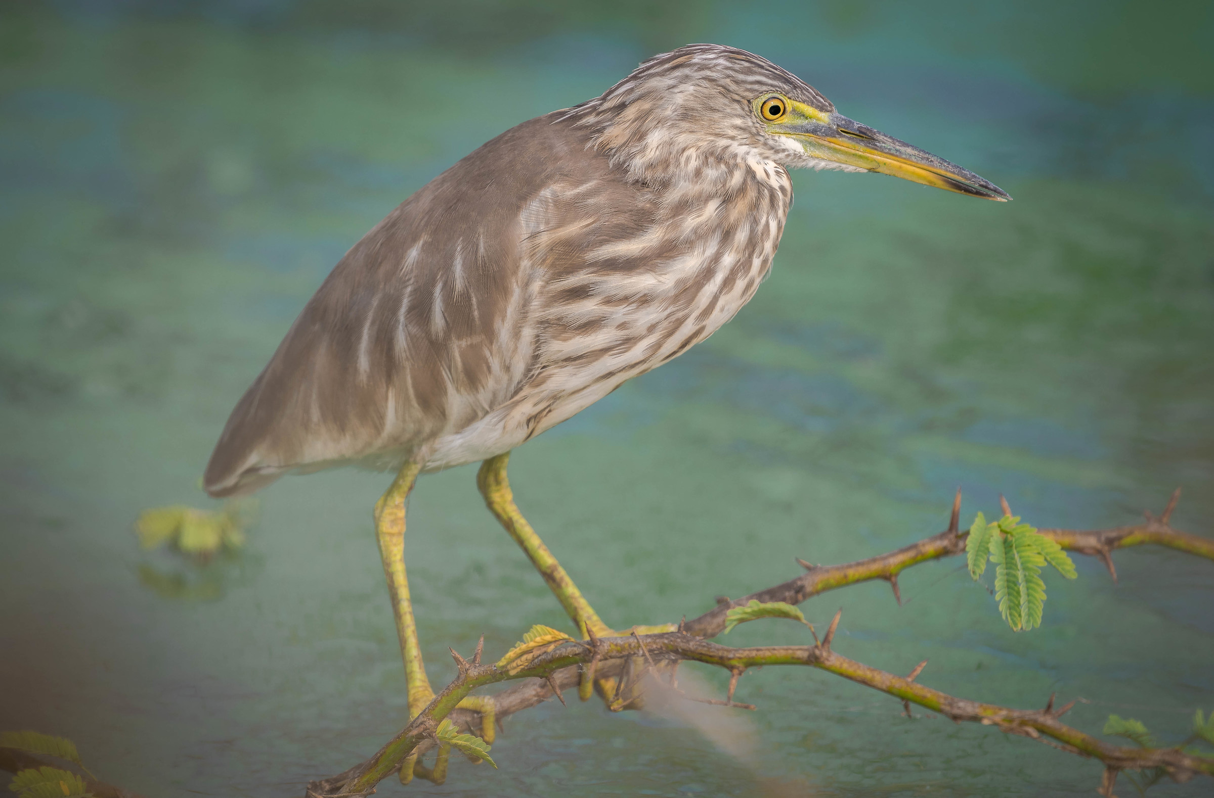 Pond heron