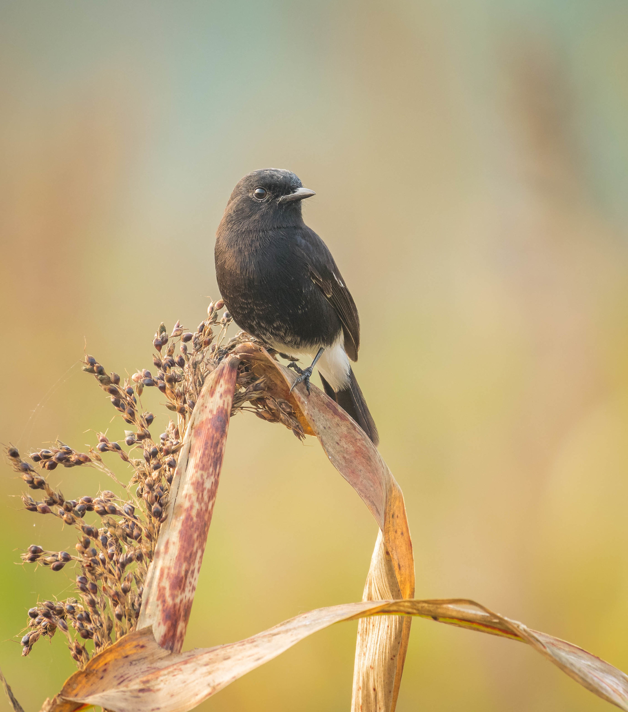 Pied bush chat