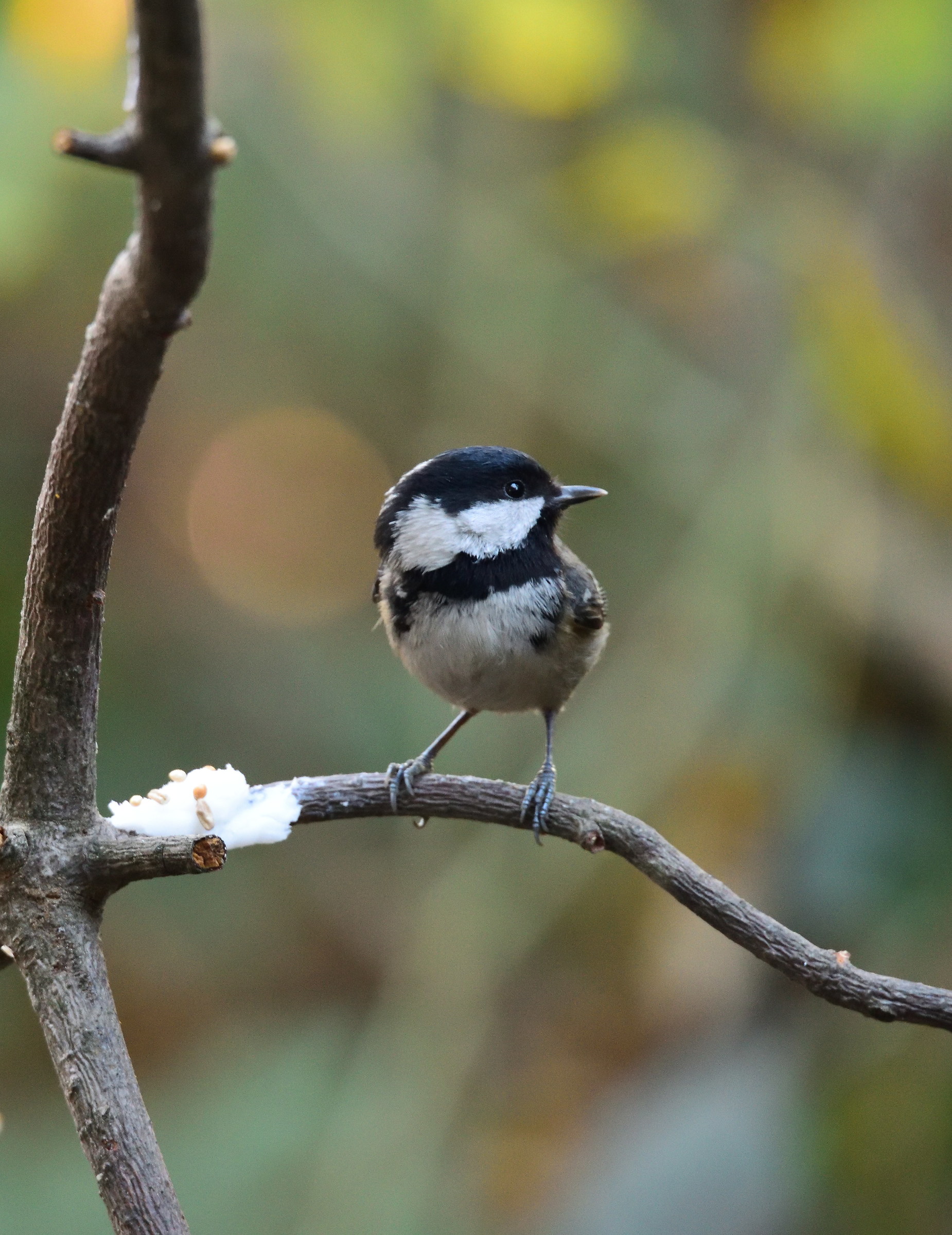 blackberry tit