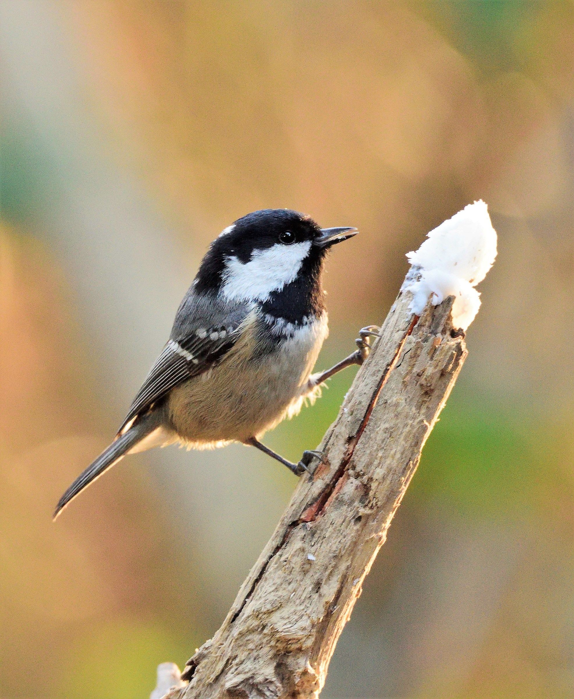 blackberry tit