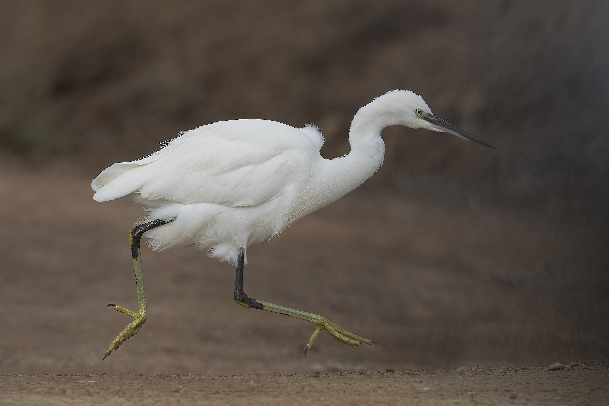 little egret with soil taken from another photo