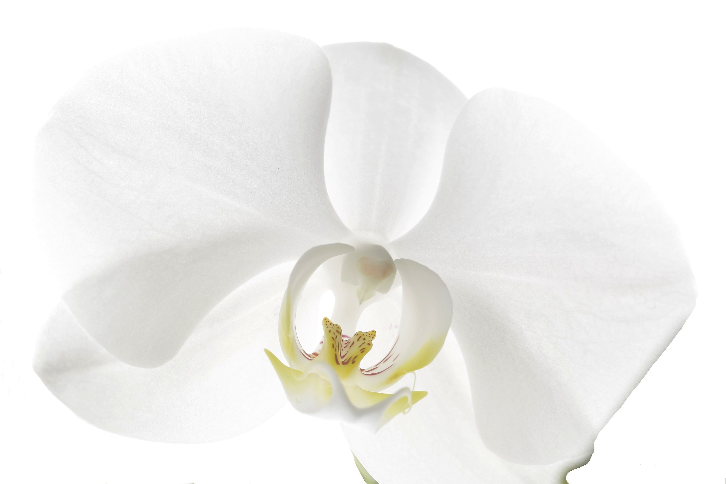 Like butterfly wings