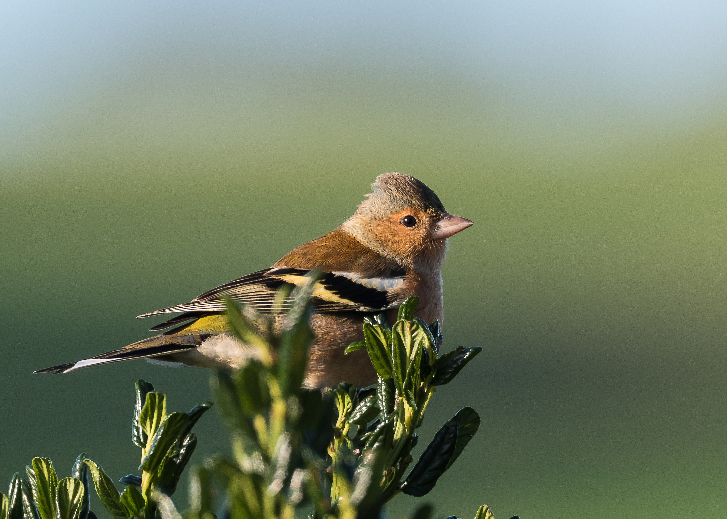 Chaffinch (male)